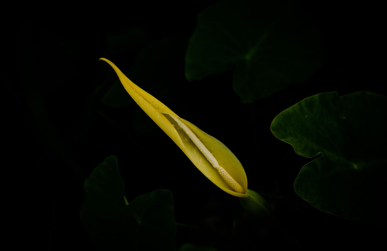 Nikon D7000 sample photo. Nature, flower, blossom photography