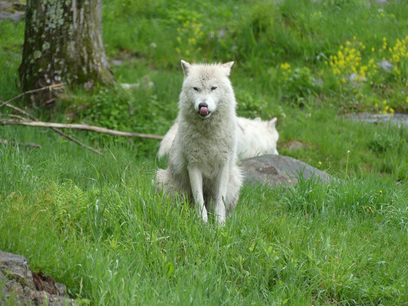 Panasonic Lumix DMC-FZ300 sample photo. Wolf, animal, wildlife photography