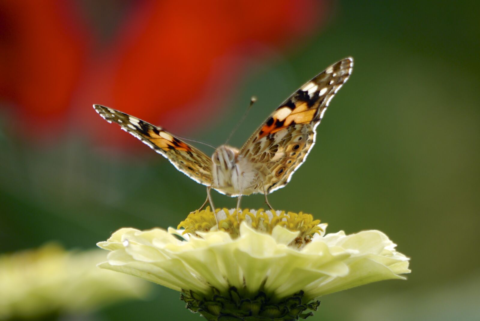 Panasonic Lumix DMC-G3 sample photo. Nature, butterfly, macro photography