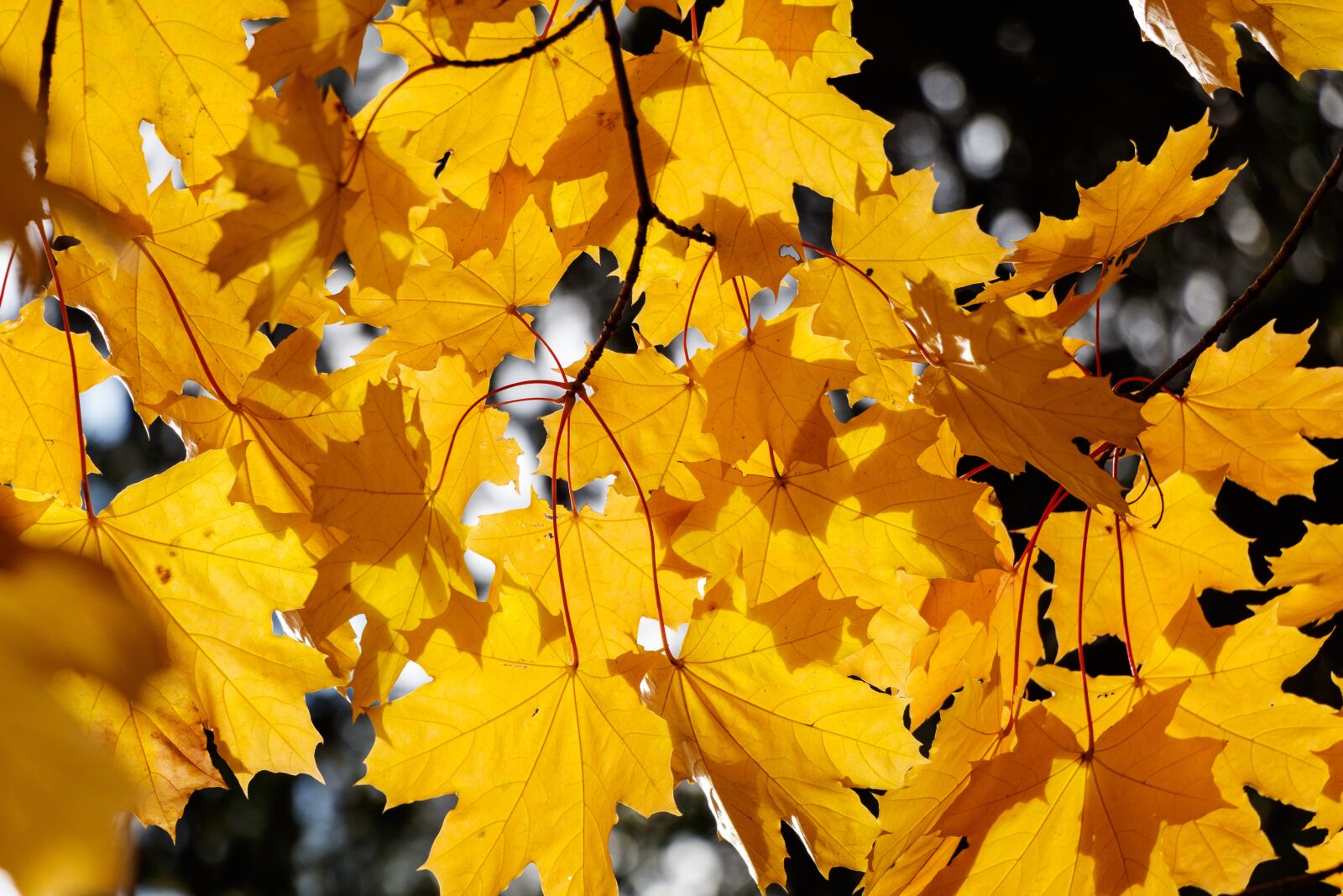Canon EF-S 18-135mm F3.5-5.6 IS USM sample photo. Tree, leaves, autumn photography