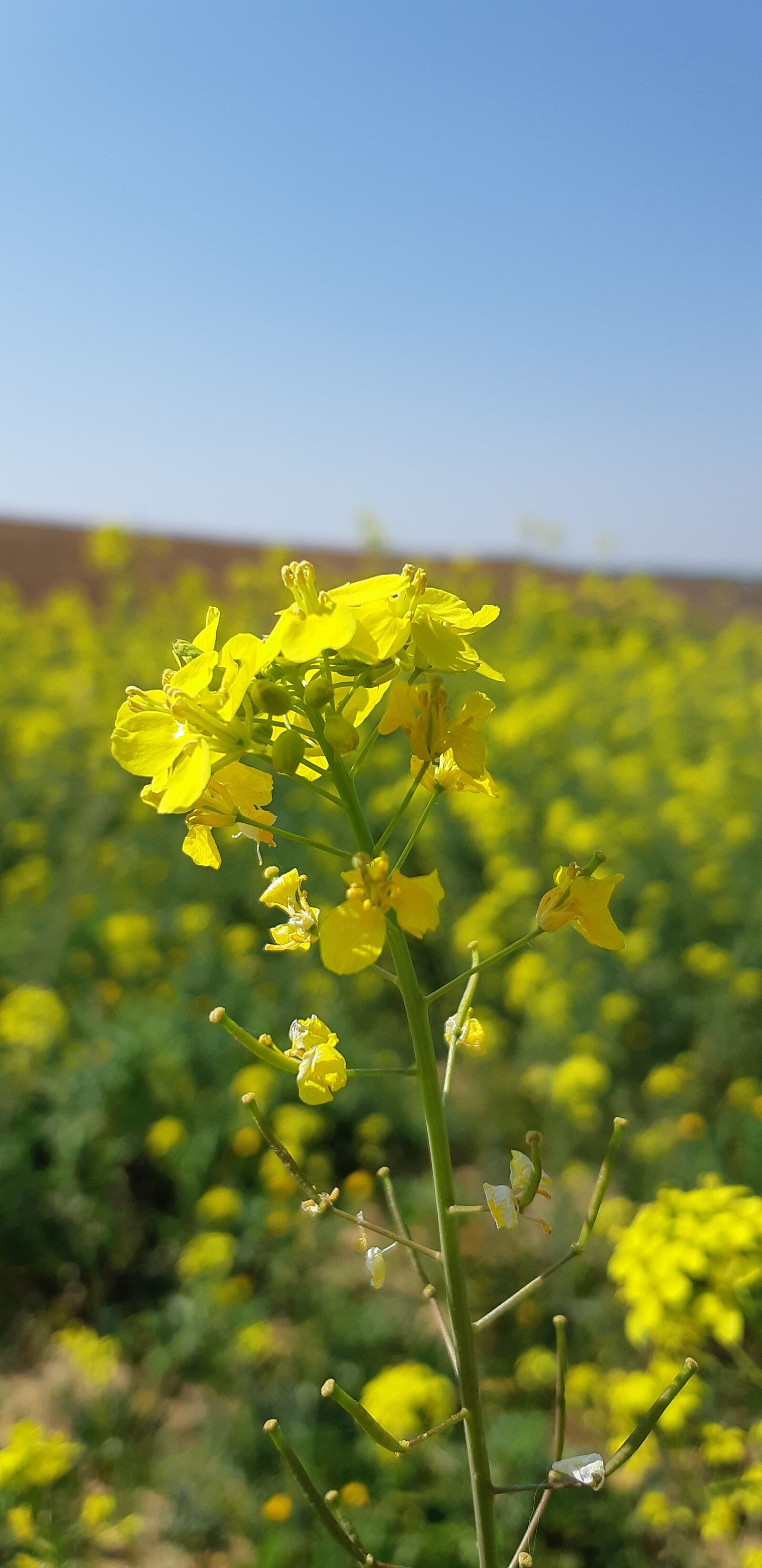 Samsung Galaxy A8(2018) sample photo. Flowers, yellow, spring photography