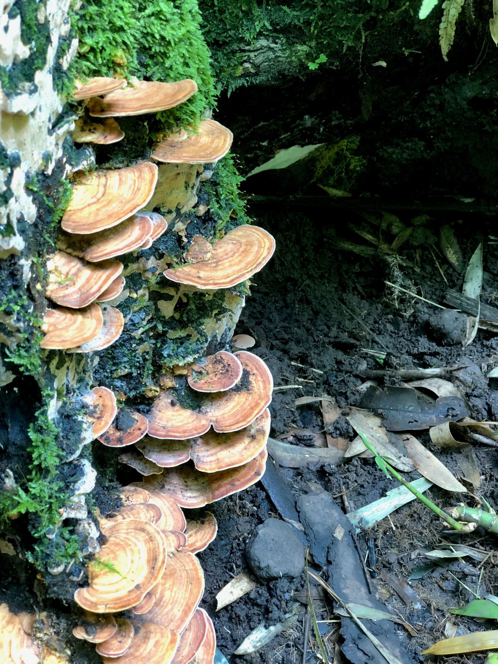iPhone 8 Plus back dual camera 6.6mm f/2.8 sample photo. Mushroom, fungus, forest photography