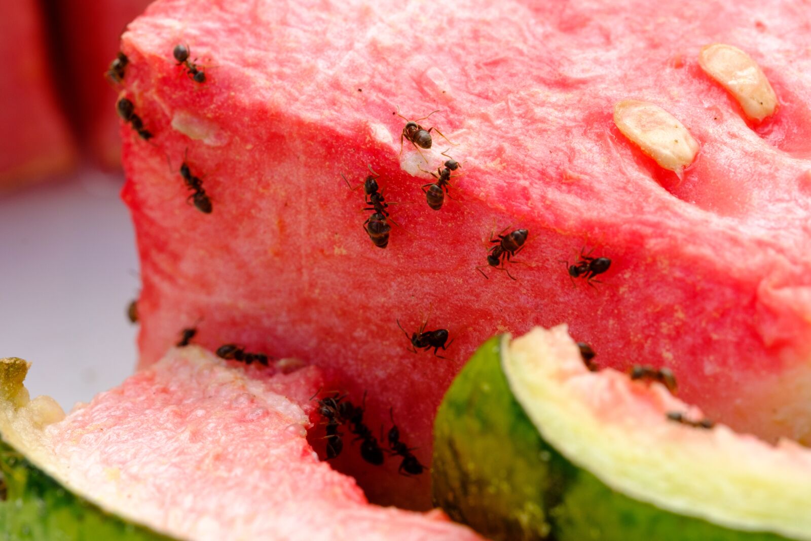 Fujifilm X-T2 + Fujifilm XF 80mm F2.8 R LM OIS WR Macro sample photo. Melon, watermelon, eat photography
