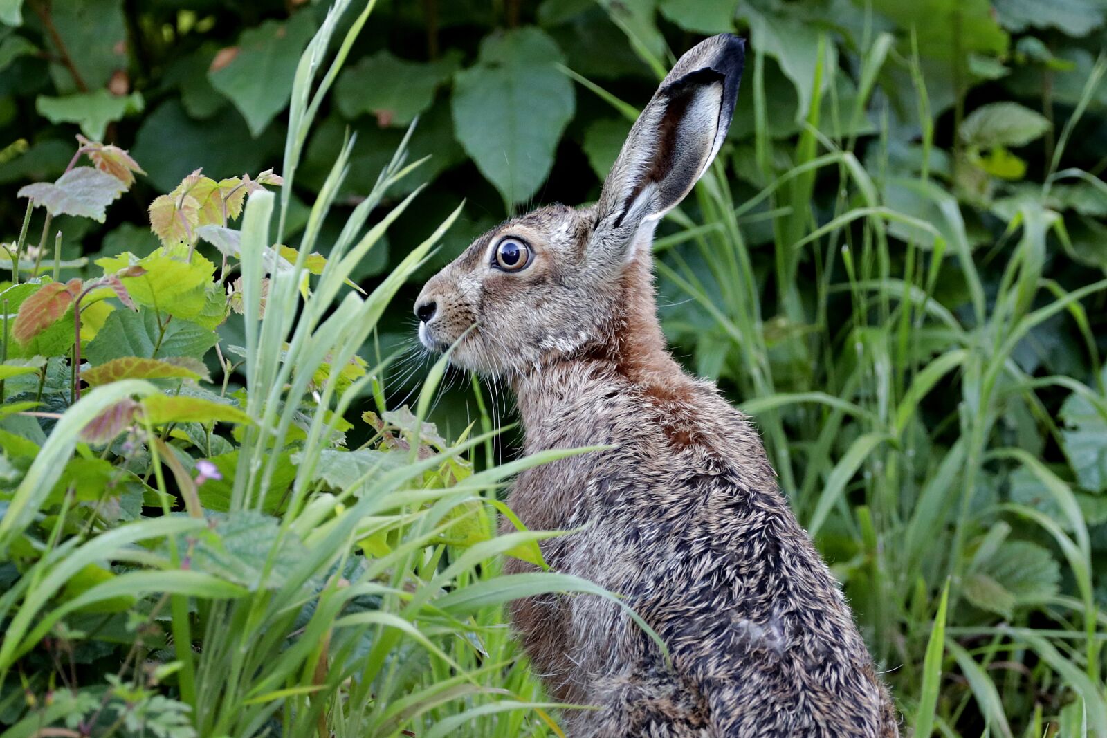 150-600mm F5-6.3 DG OS HSM | Contemporary 015 sample photo. Hare, long eared, rabbit photography