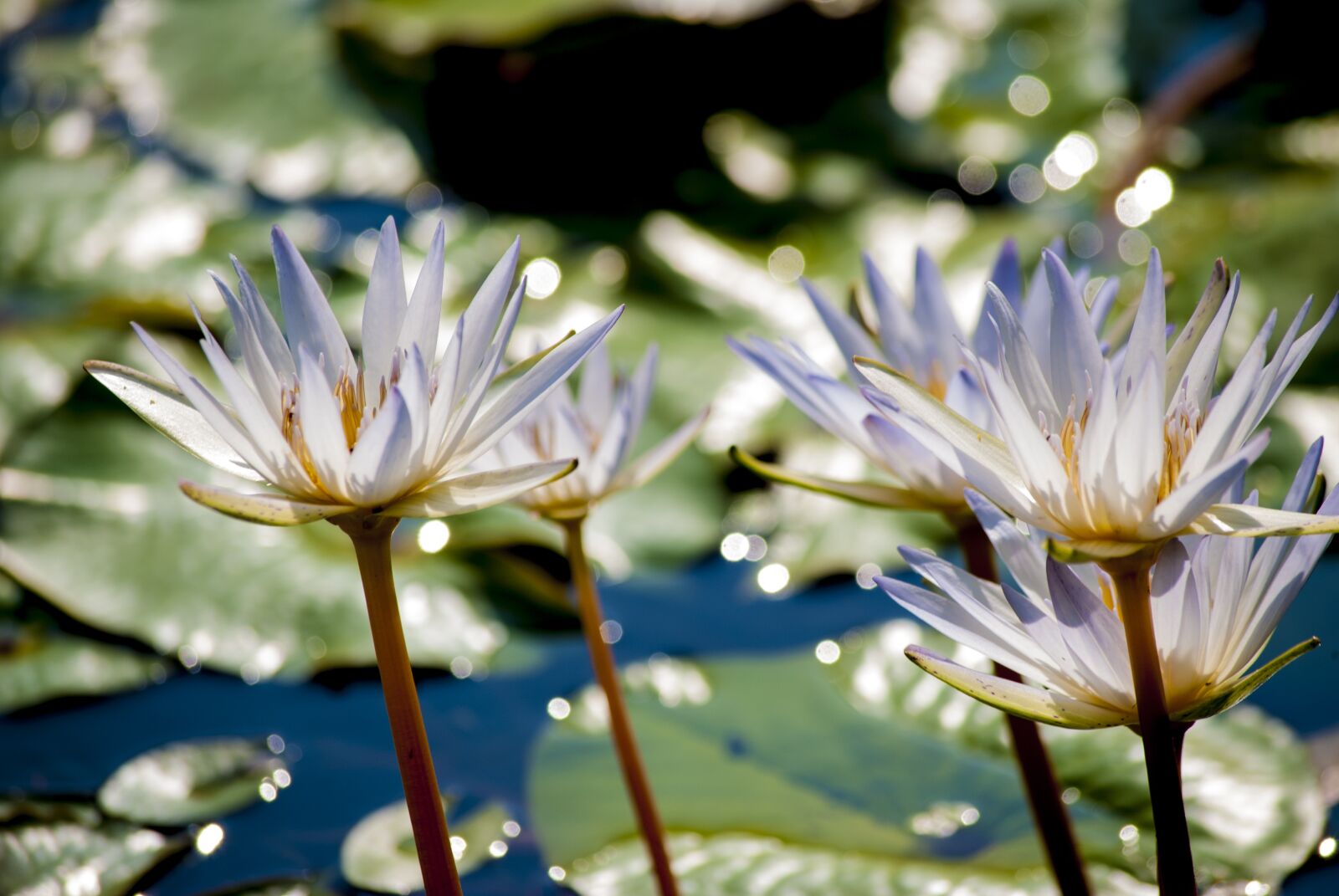 Nikon D40X sample photo. Blue lotus, flowering, plant photography