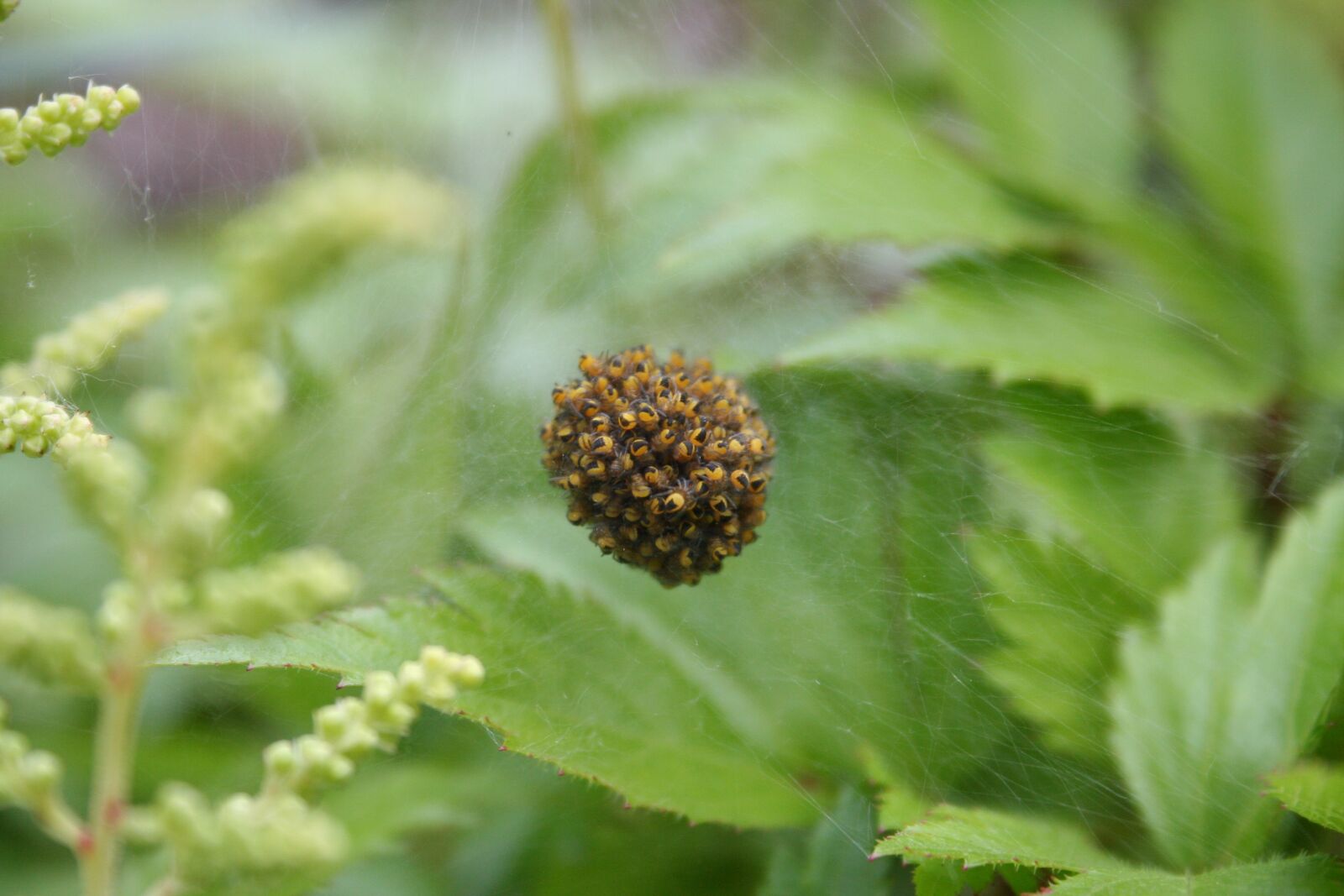 Canon EOS 350D (EOS Digital Rebel XT / EOS Kiss Digital N) sample photo. Spin, nature, macro photography