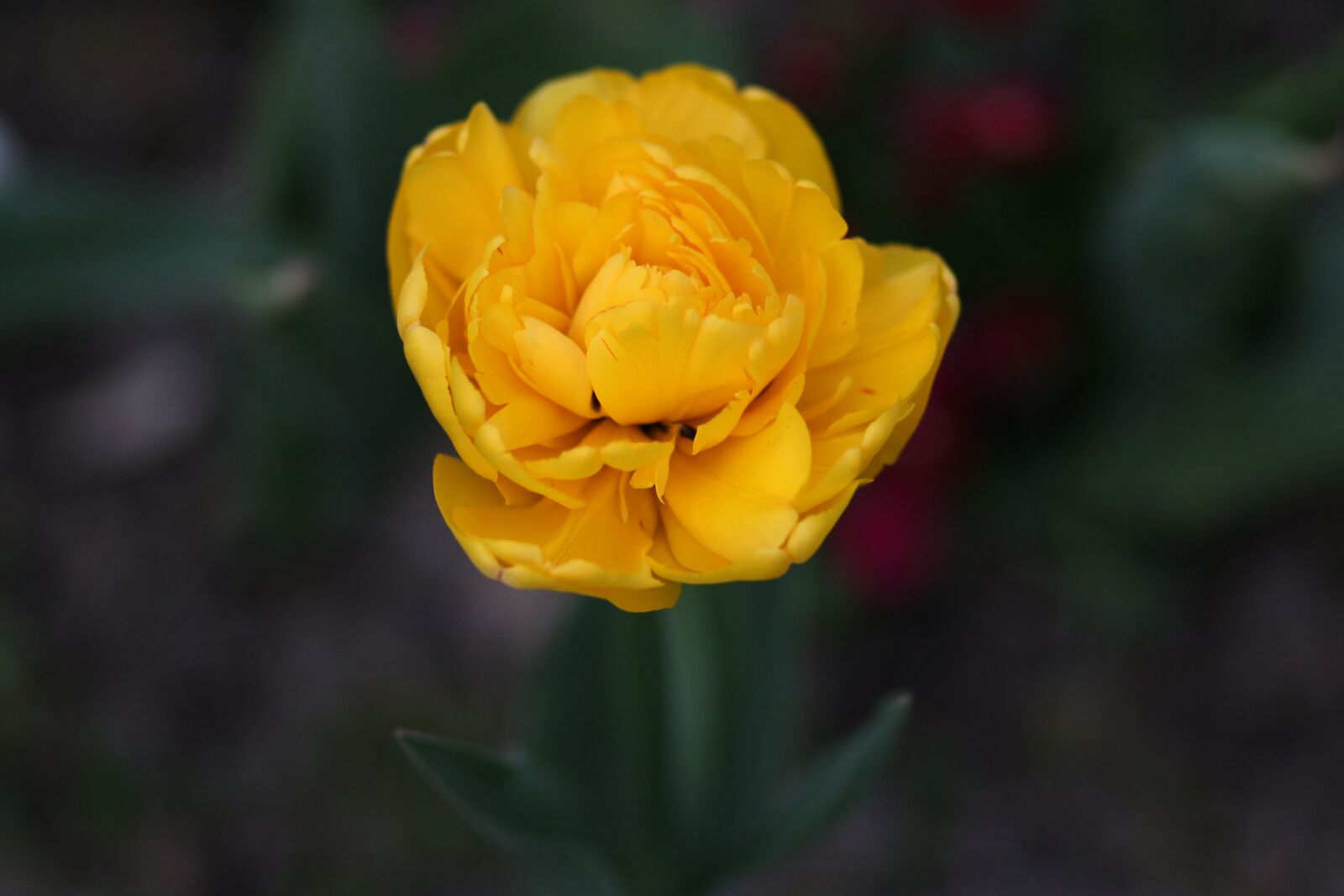 Canon EOS 700D (EOS Rebel T5i / EOS Kiss X7i) + Canon EF 85mm F1.8 USM sample photo. Tulip, yellow, petals photography