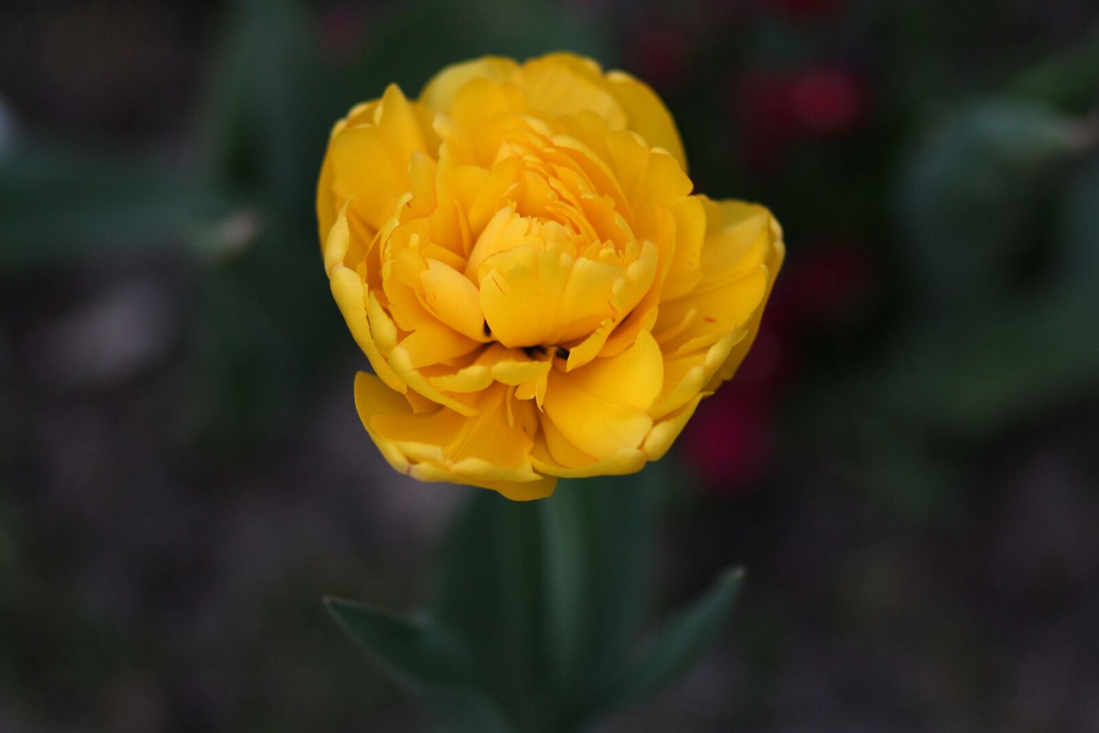 Canon EF 85mm F1.8 USM sample photo. Tulip, yellow, petals photography