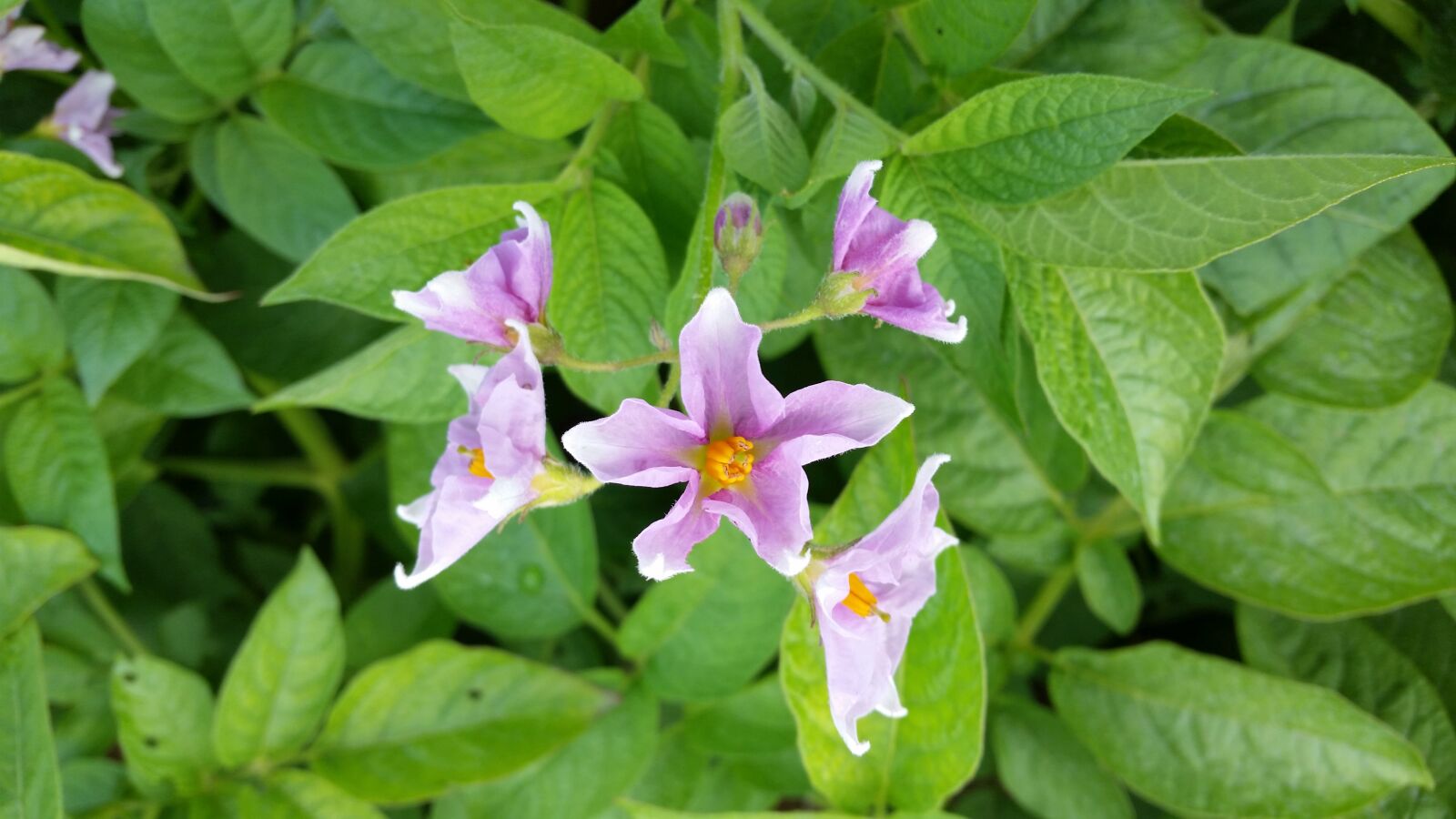 Samsung Galaxy S5 sample photo. Potato, flower, blossom photography