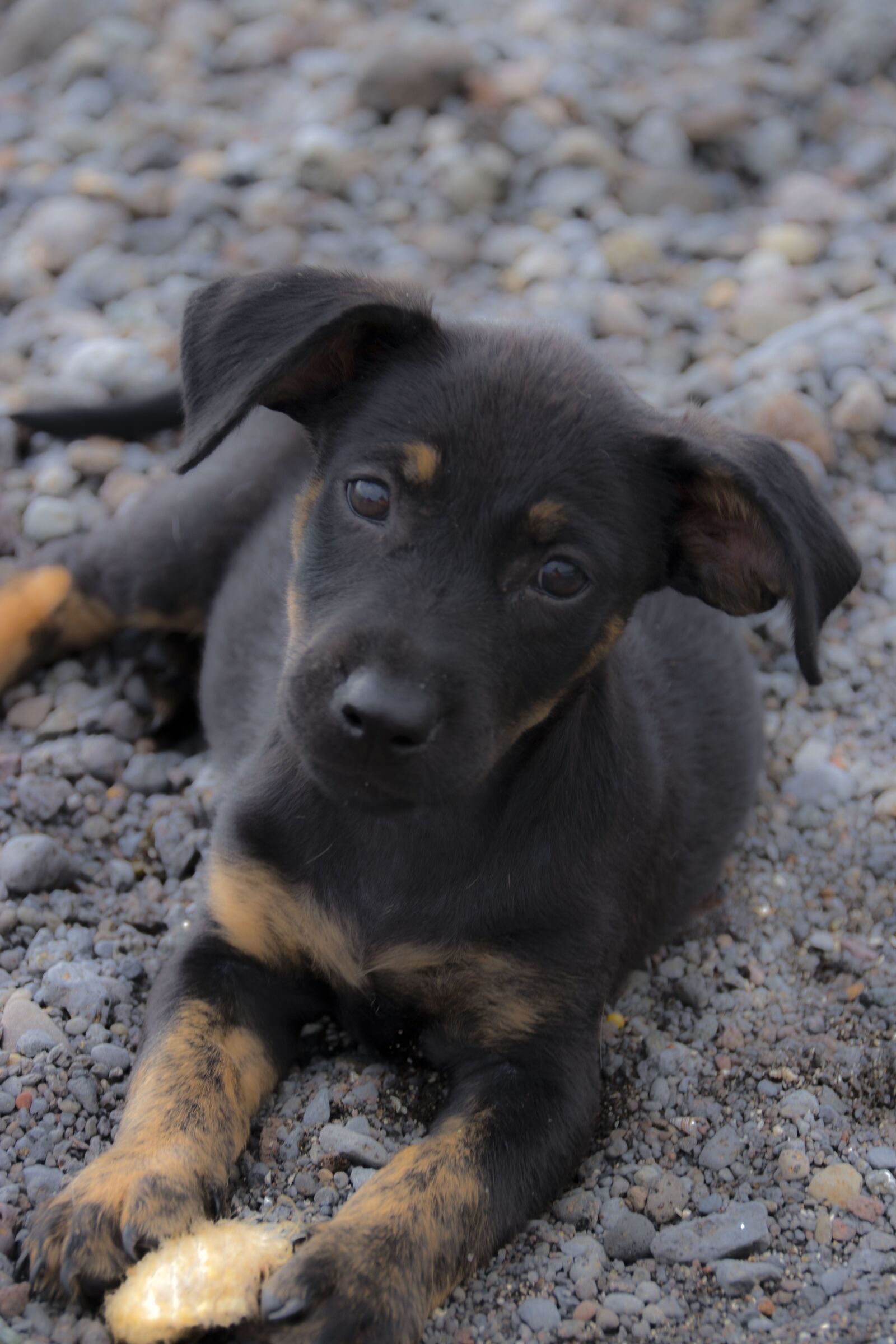 Canon EOS 80D sample photo. Dog, dachshund, cute photography