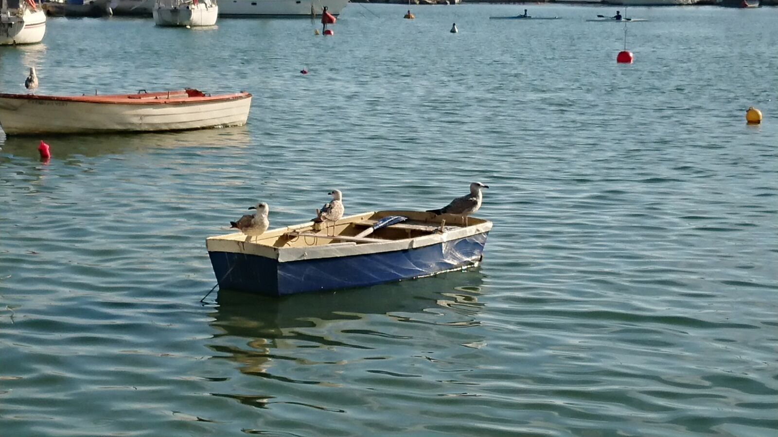 Sony Xperia XZ Premium sample photo. Seagull, marine, boat photography
