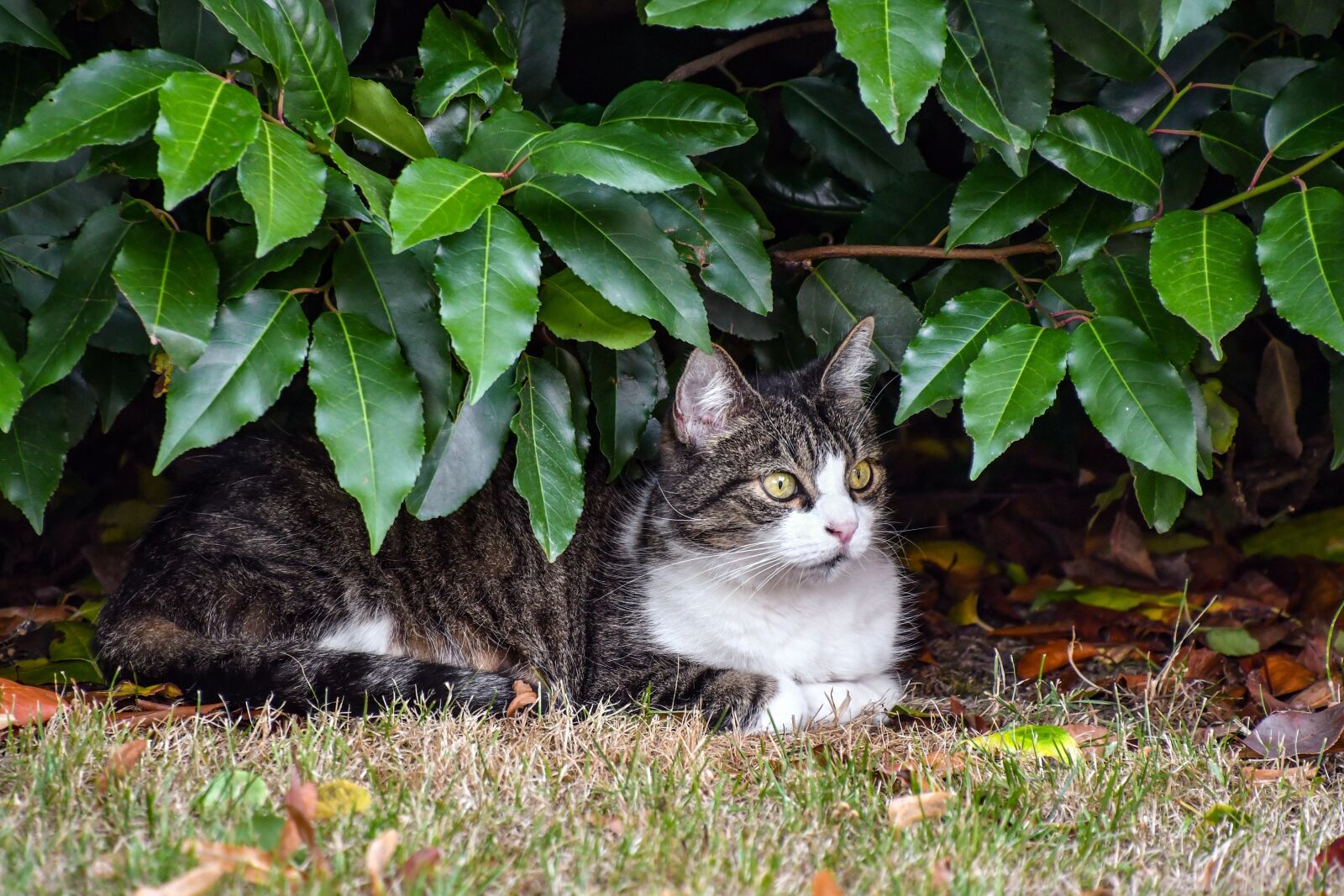 Nikon D500 sample photo. Cat, lying, feline photography