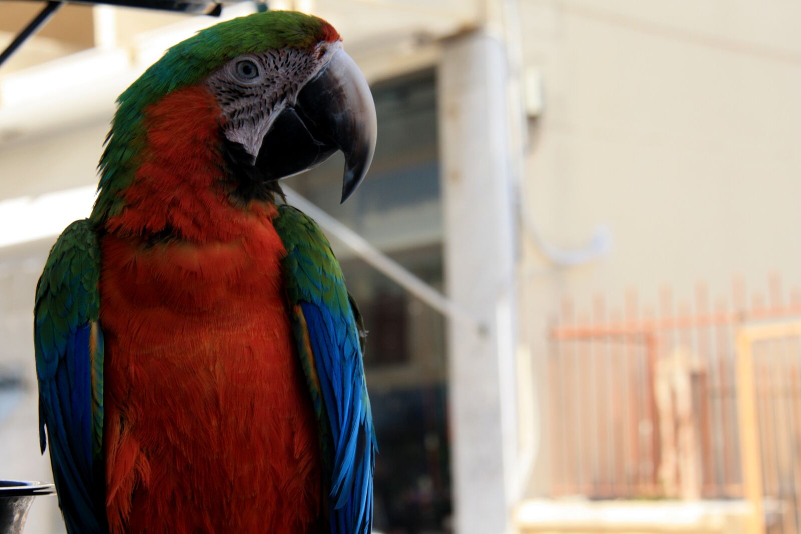 Canon EOS 450D (EOS Rebel XSi / EOS Kiss X2) sample photo. Parrot, color, animal photography