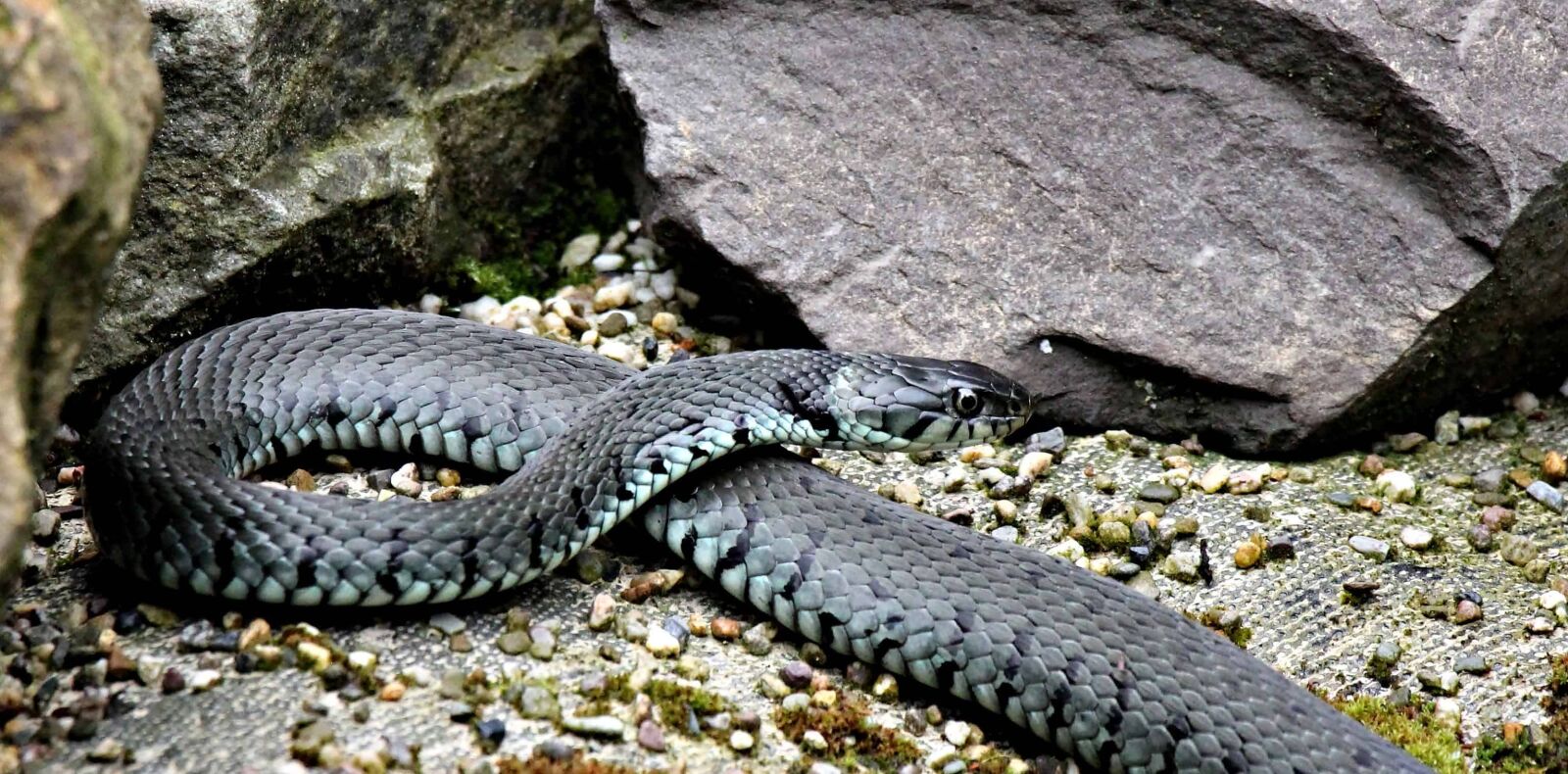 Canon EOS 550D (EOS Rebel T2i / EOS Kiss X4) sample photo. Snake, animal, stone, nature photography