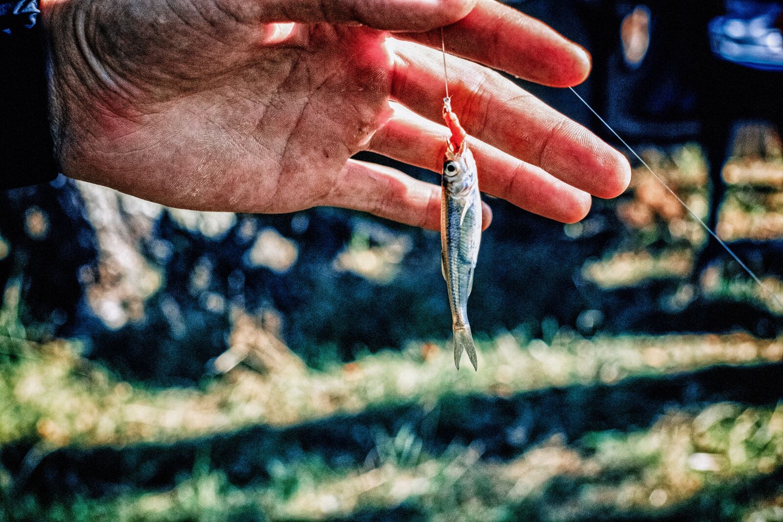 Fujifilm X-E1 + Fujifilm XF 35mm F1.4 R sample photo. Fishing, summer, catch photography