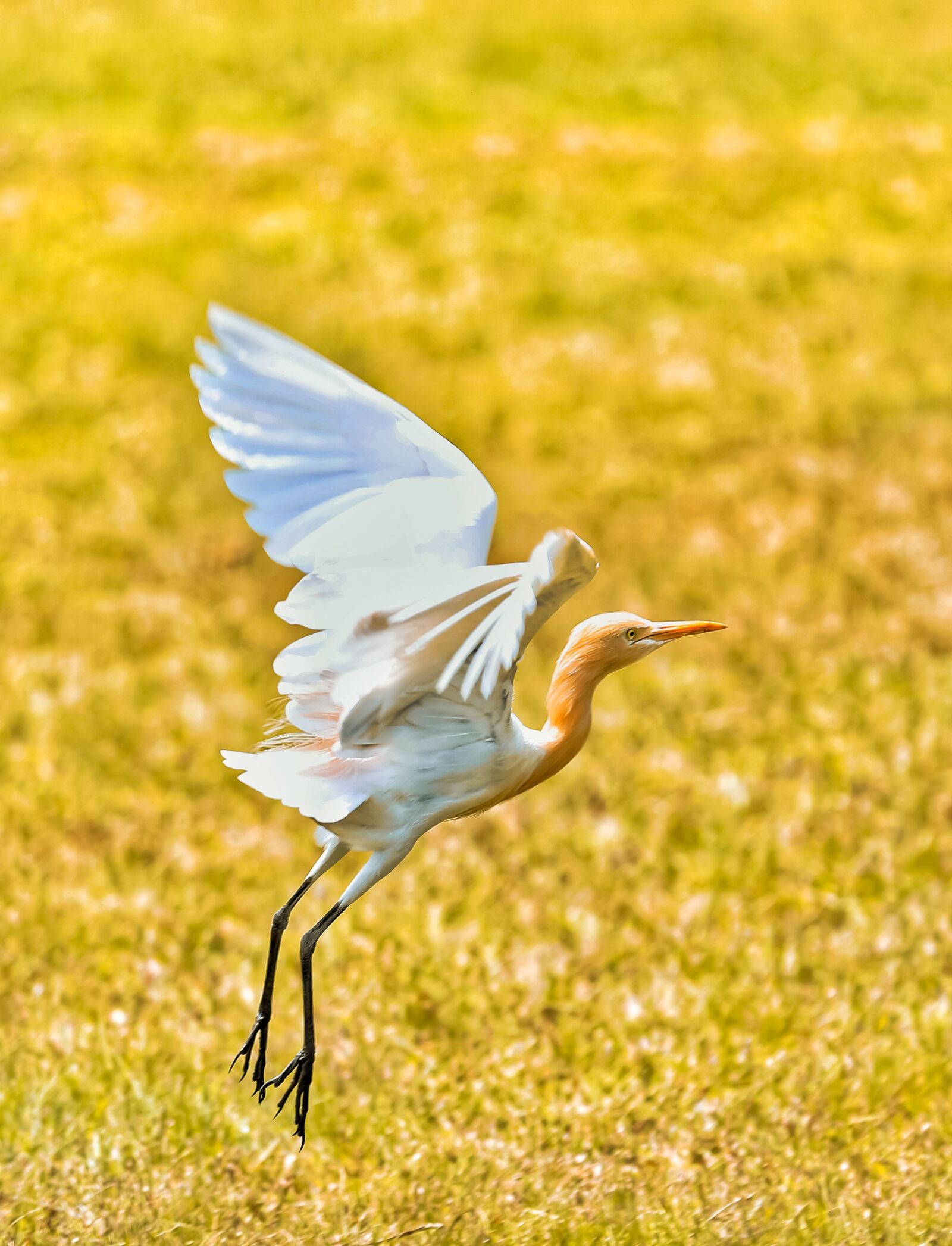 Canon EOS-1D X Mark II + Canon EF 70-200mm F2.8L IS II USM sample photo. Crane, bird, aves photography