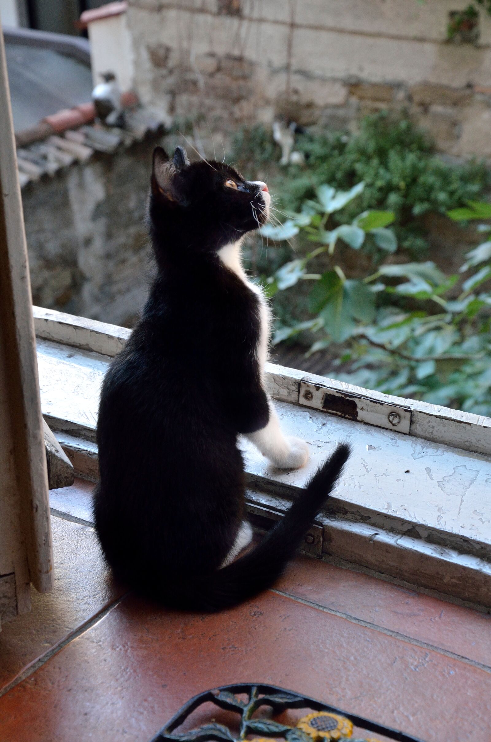 Nikon D7000 sample photo. Cat, window, cats photography
