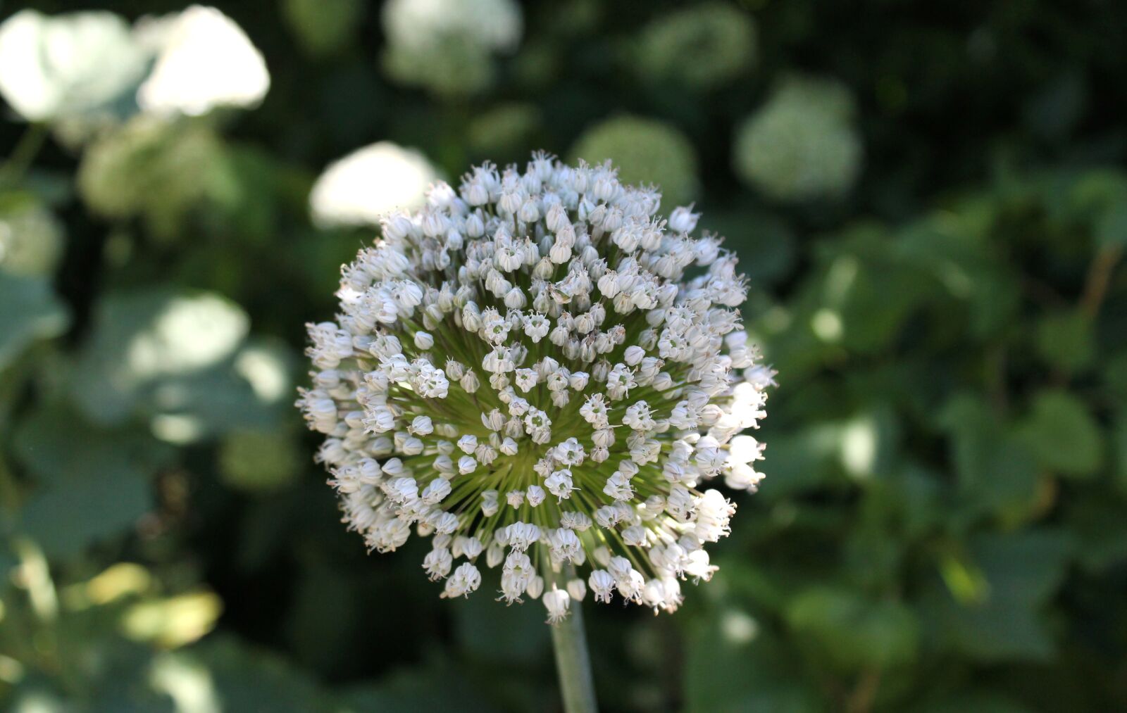 Canon EOS 1100D (EOS Rebel T3 / EOS Kiss X50) sample photo. Allium, flower, bulb photography