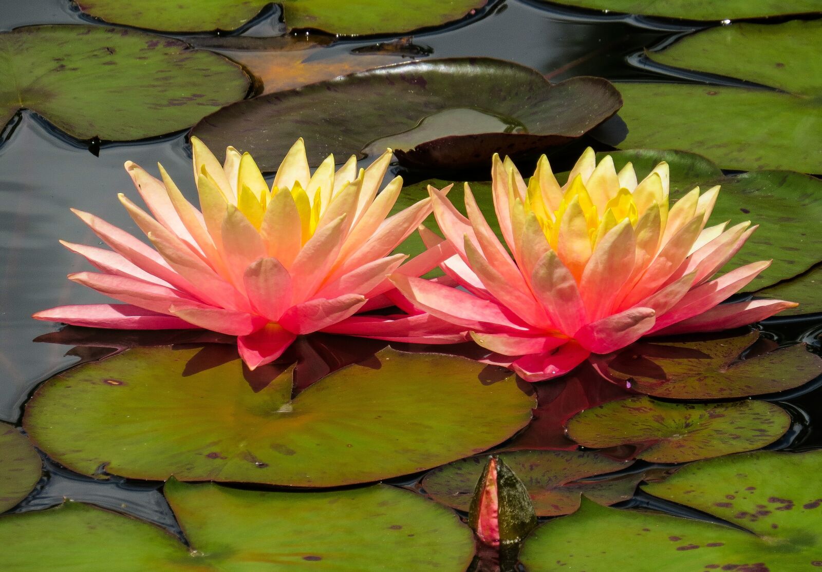 Canon PowerShot SX50 HS sample photo. Nature, water, flower photography
