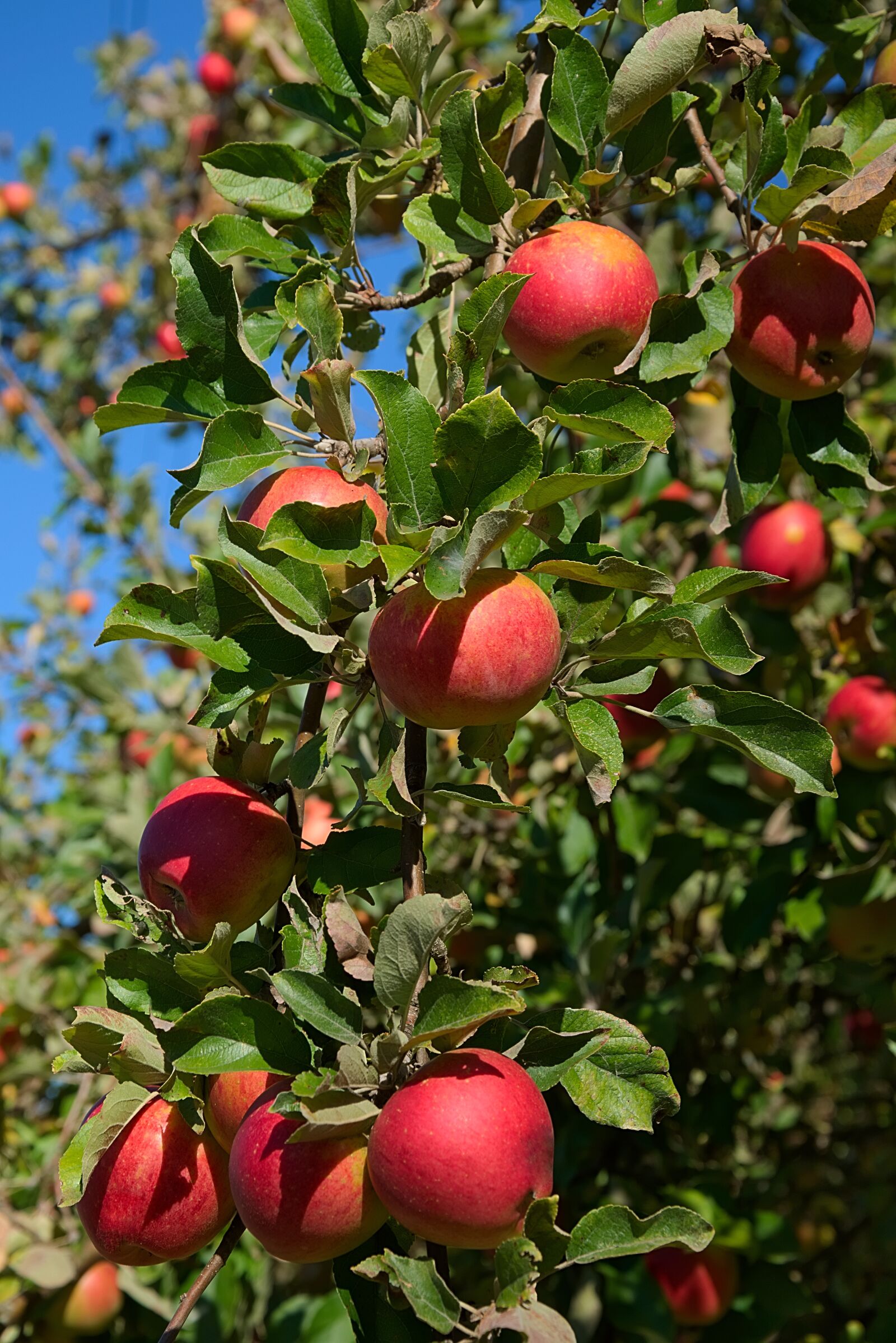 Nikon D3300 sample photo. Apple, harvest, autumn photography
