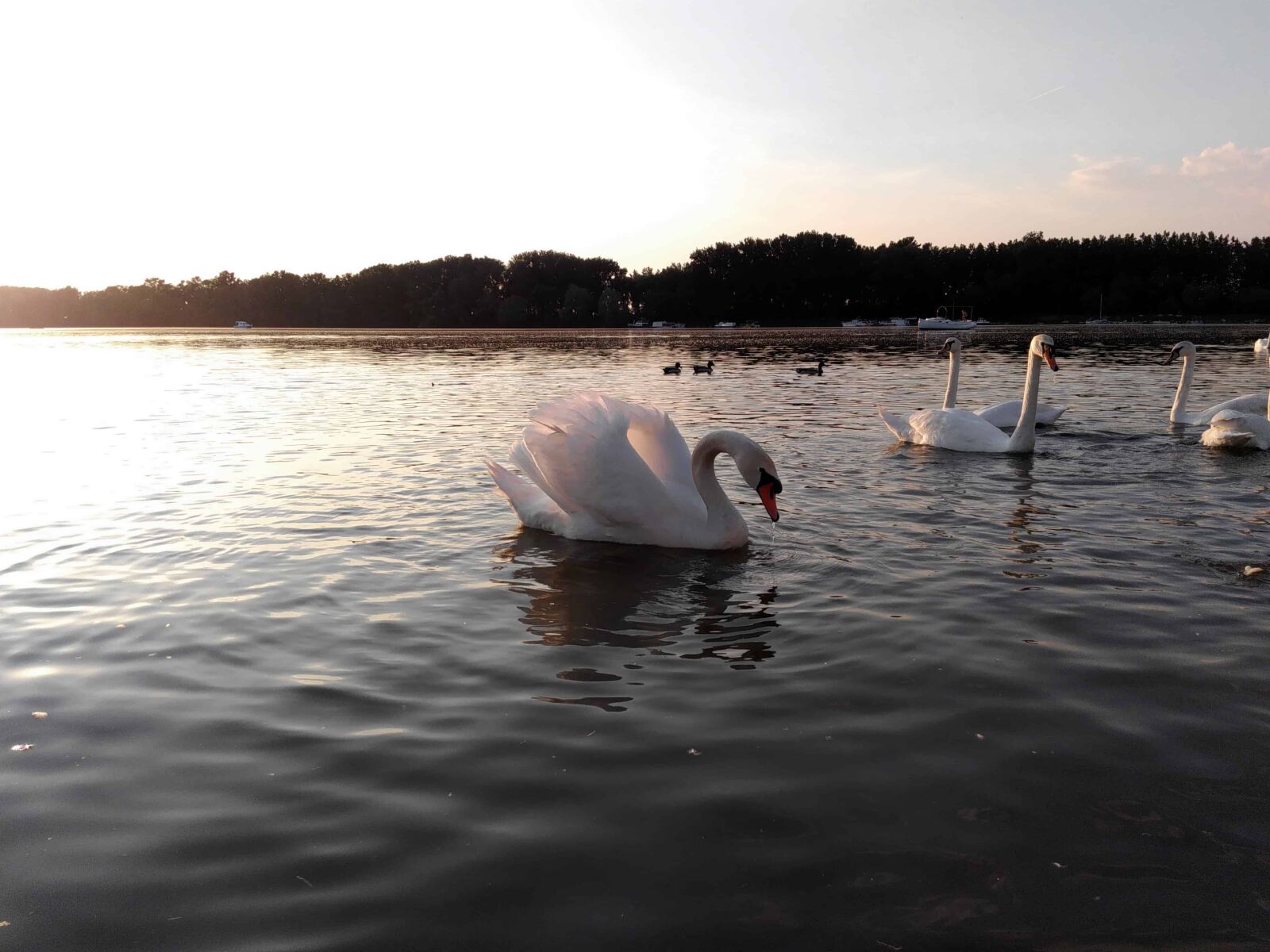 Lenovo S60-A sample photo. Water, swan, river, nature photography