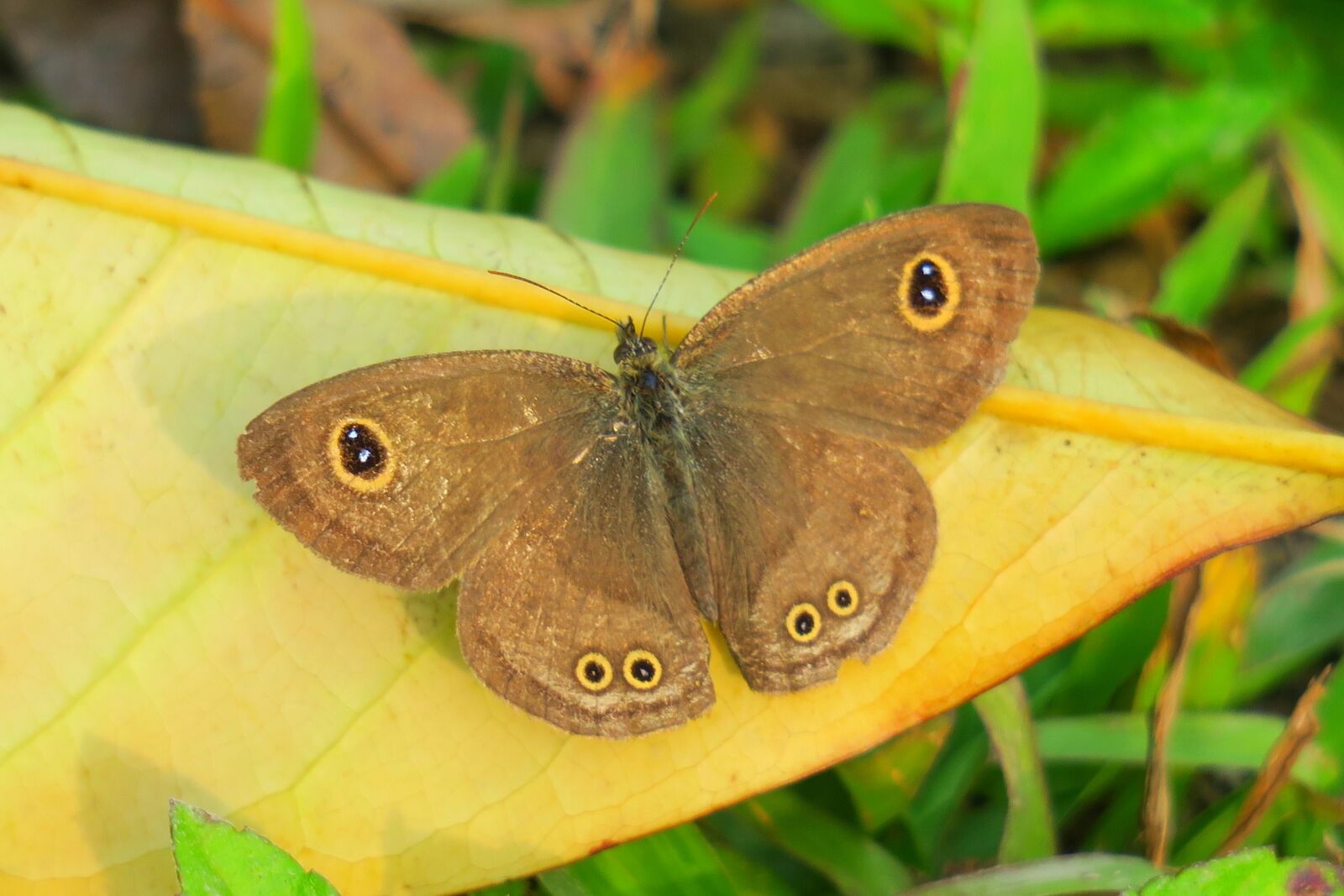 Canon PowerShot G3 X sample photo. Nature, butterfly, wildlife photography