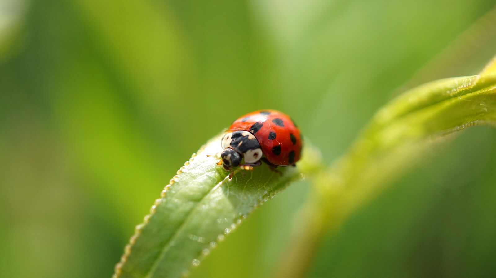 Sony Alpha a5000 (ILCE 5000) sample photo. Insect, ladybug, nature photography