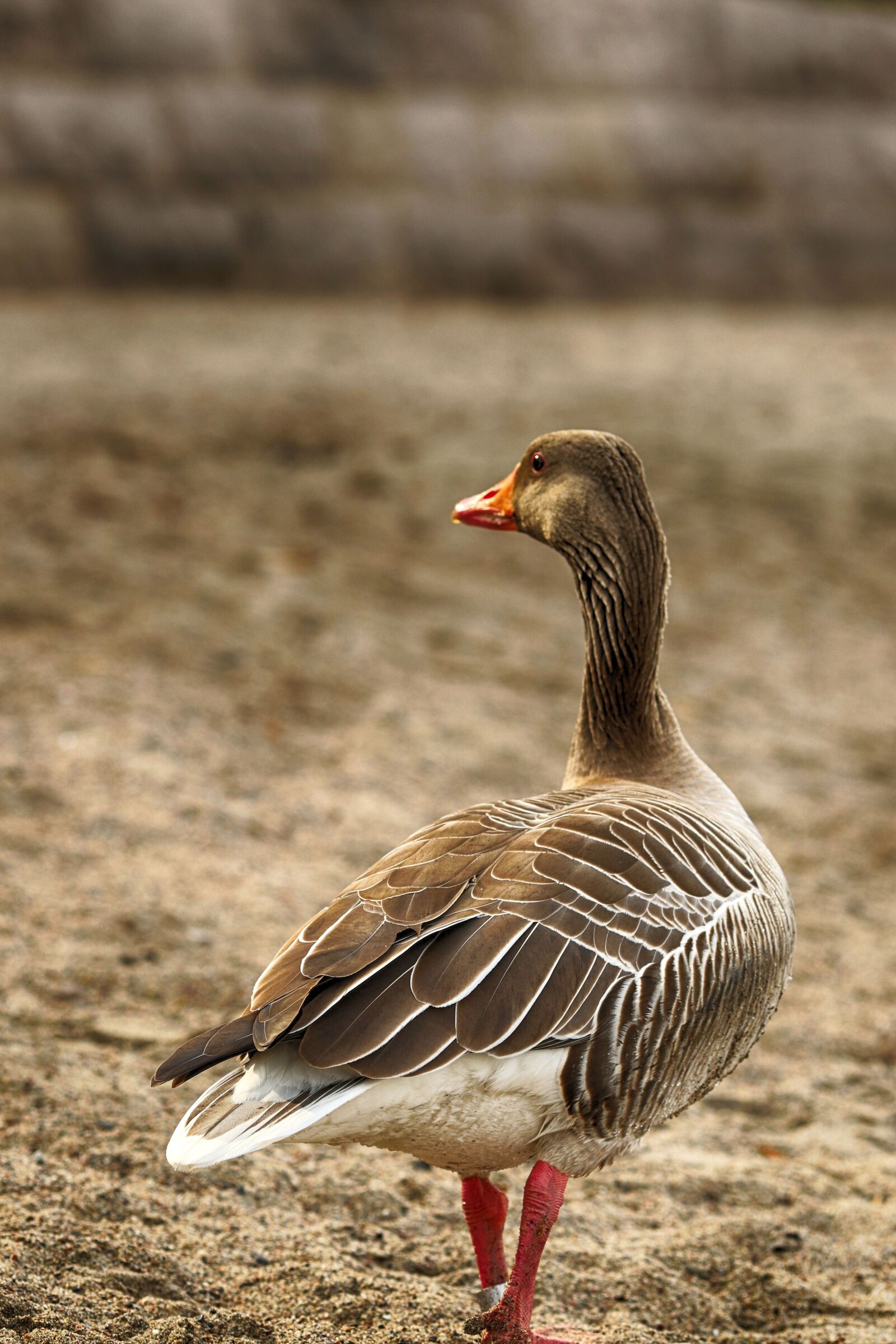 Canon EOS 7D Mark II + Canon EF 135mm F2L USM sample photo. Geese, nature, bird photography