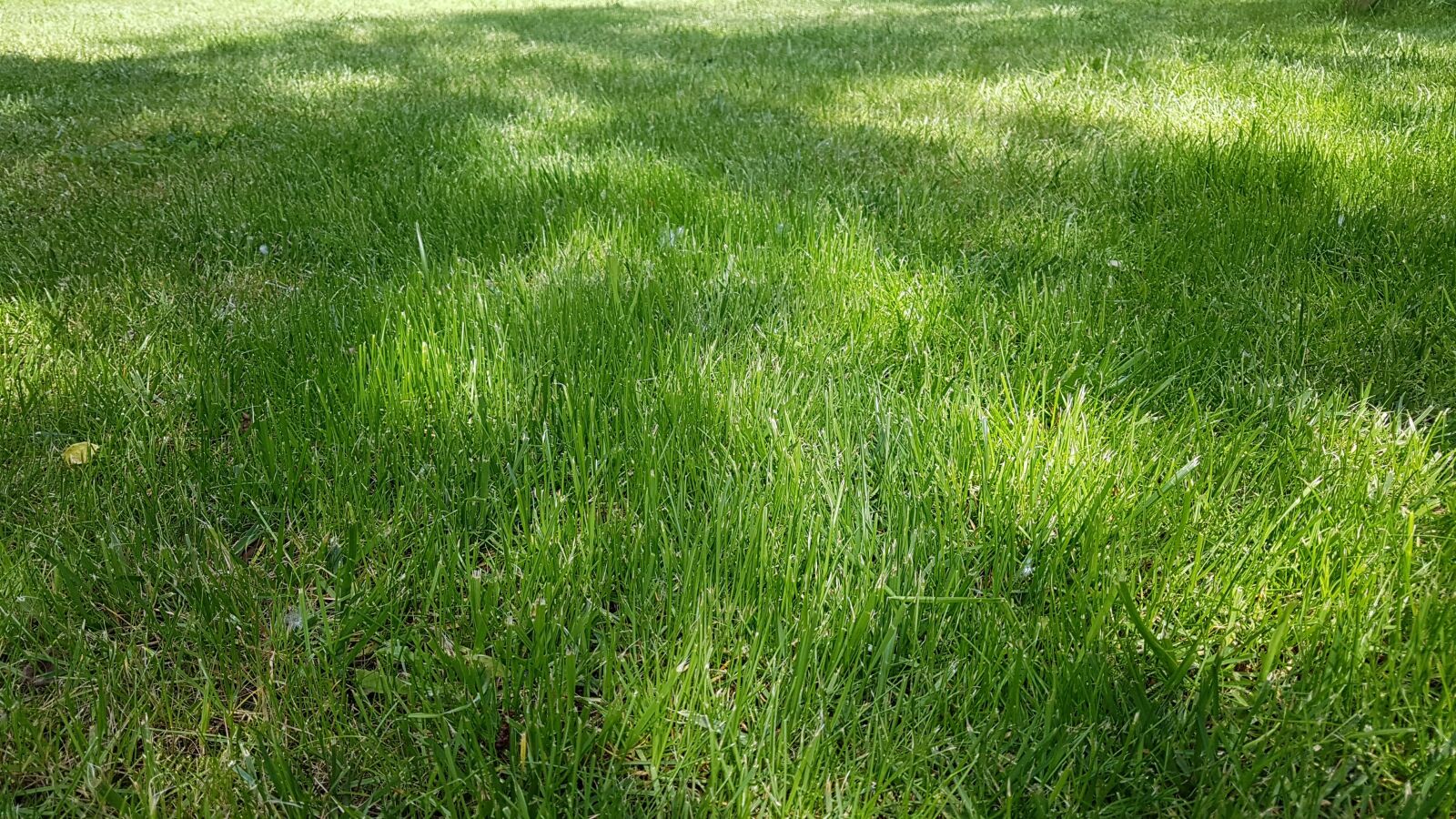 Samsung Galaxy S7 sample photo. Grass, green, nature photography