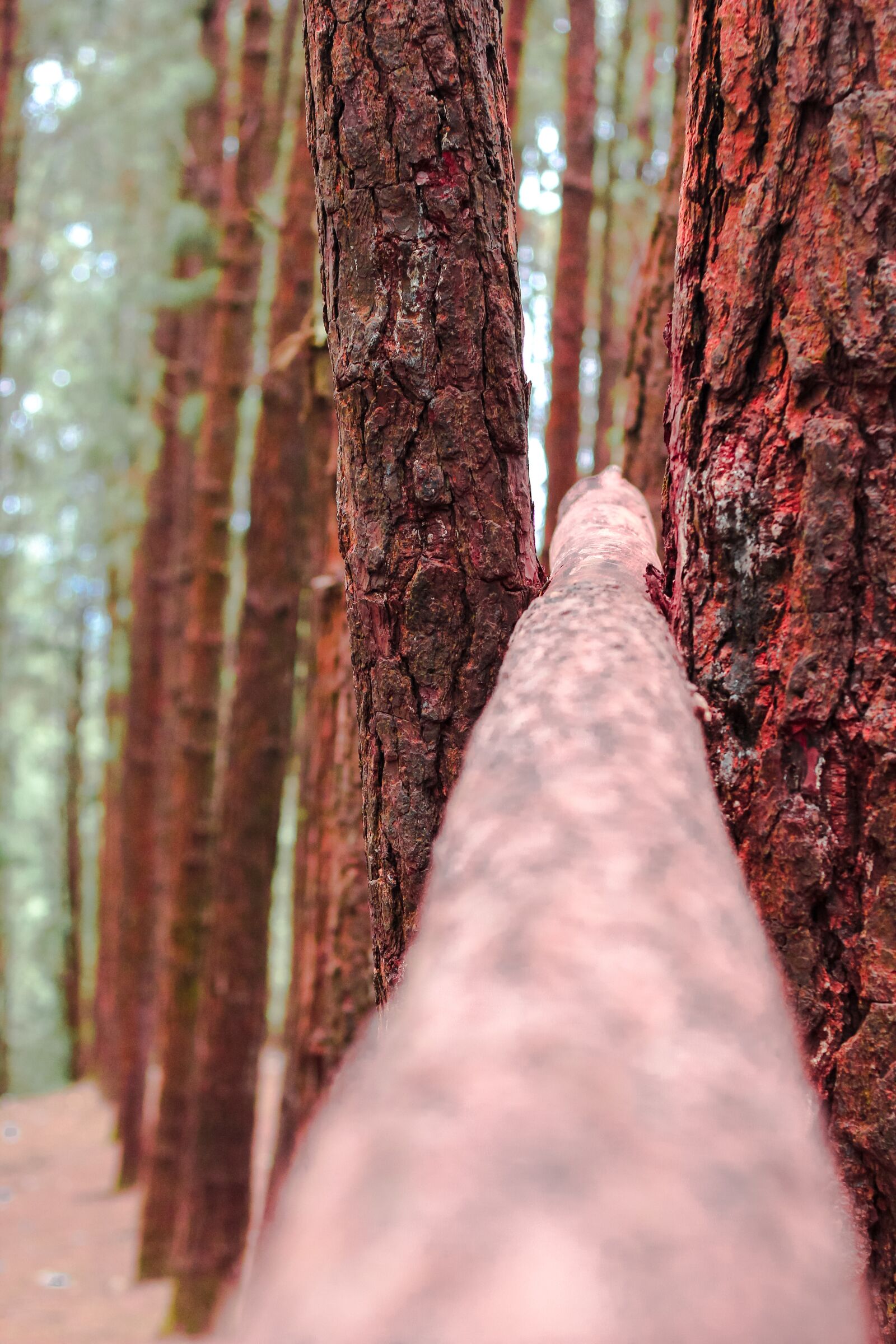 Canon EOS 60D + Canon EF 50mm F1.8 II sample photo. Pine tree, wagamon, kerala photography