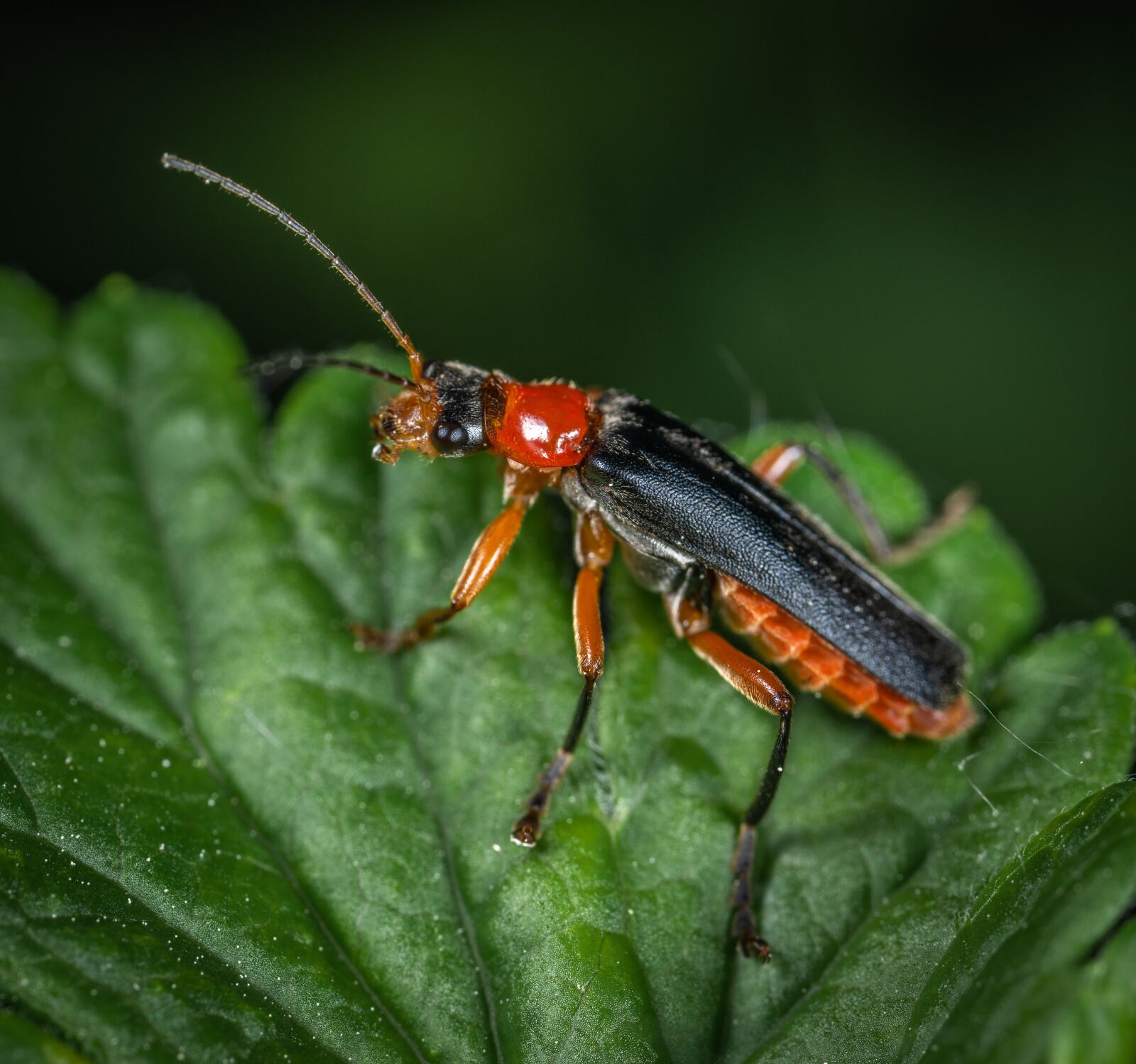 Sony a7R II sample photo. Macro, beetle, beetle firefighter photography