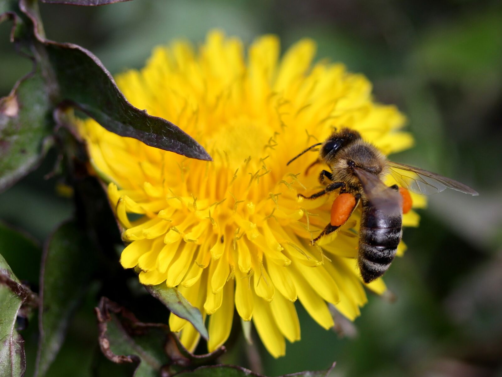 Canon EF-S 60mm F2.8 Macro USM sample photo. Dandelion, bee, yellow photography
