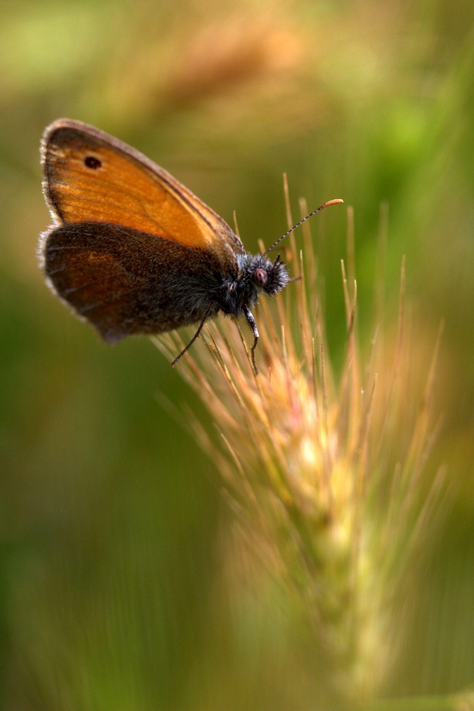 Canon EF-S 60mm F2.8 Macro USM sample photo. Butterfly, spike, red photography
