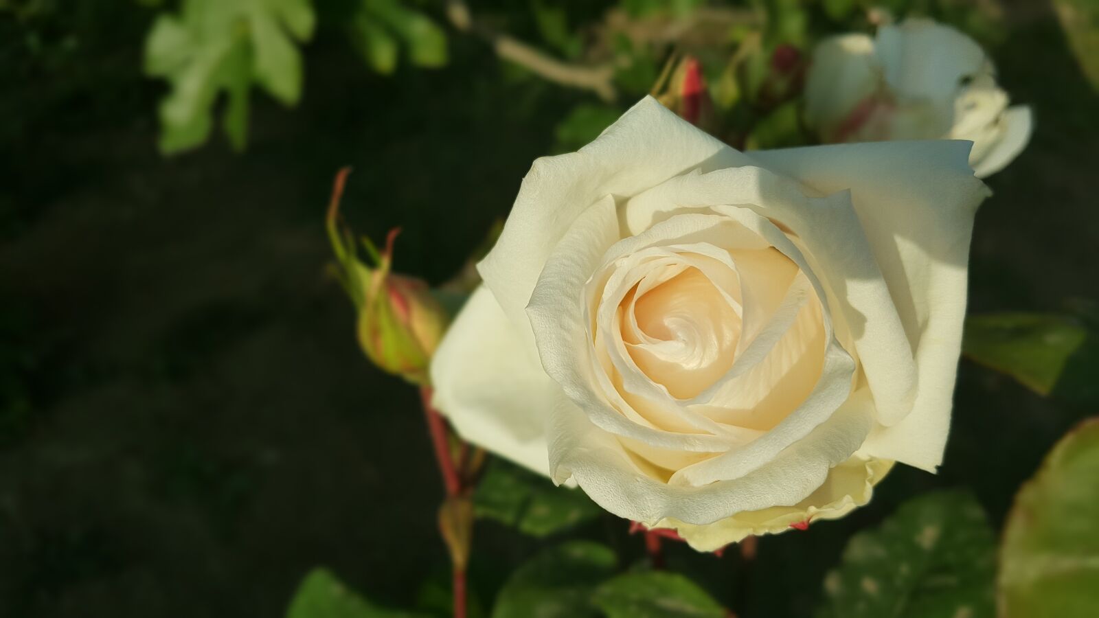 Samsung Galaxy Note5 sample photo. Rose, garden, flower photography