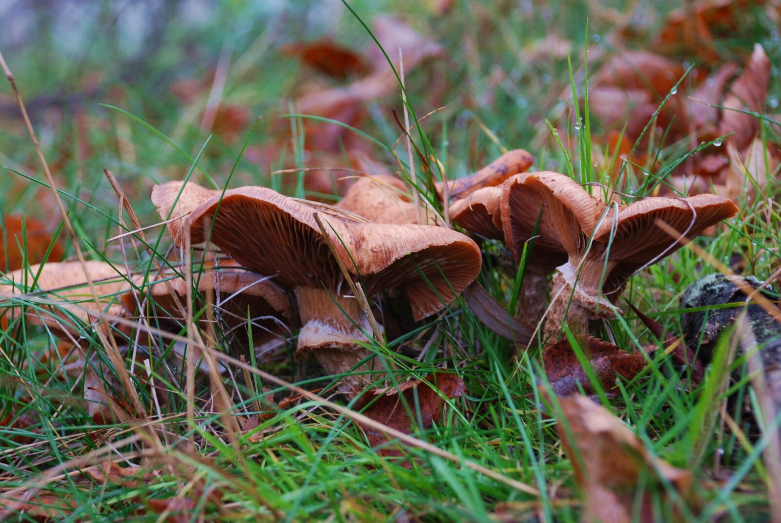 Nikon D80 sample photo. Mushrooms, autumn, nature photography