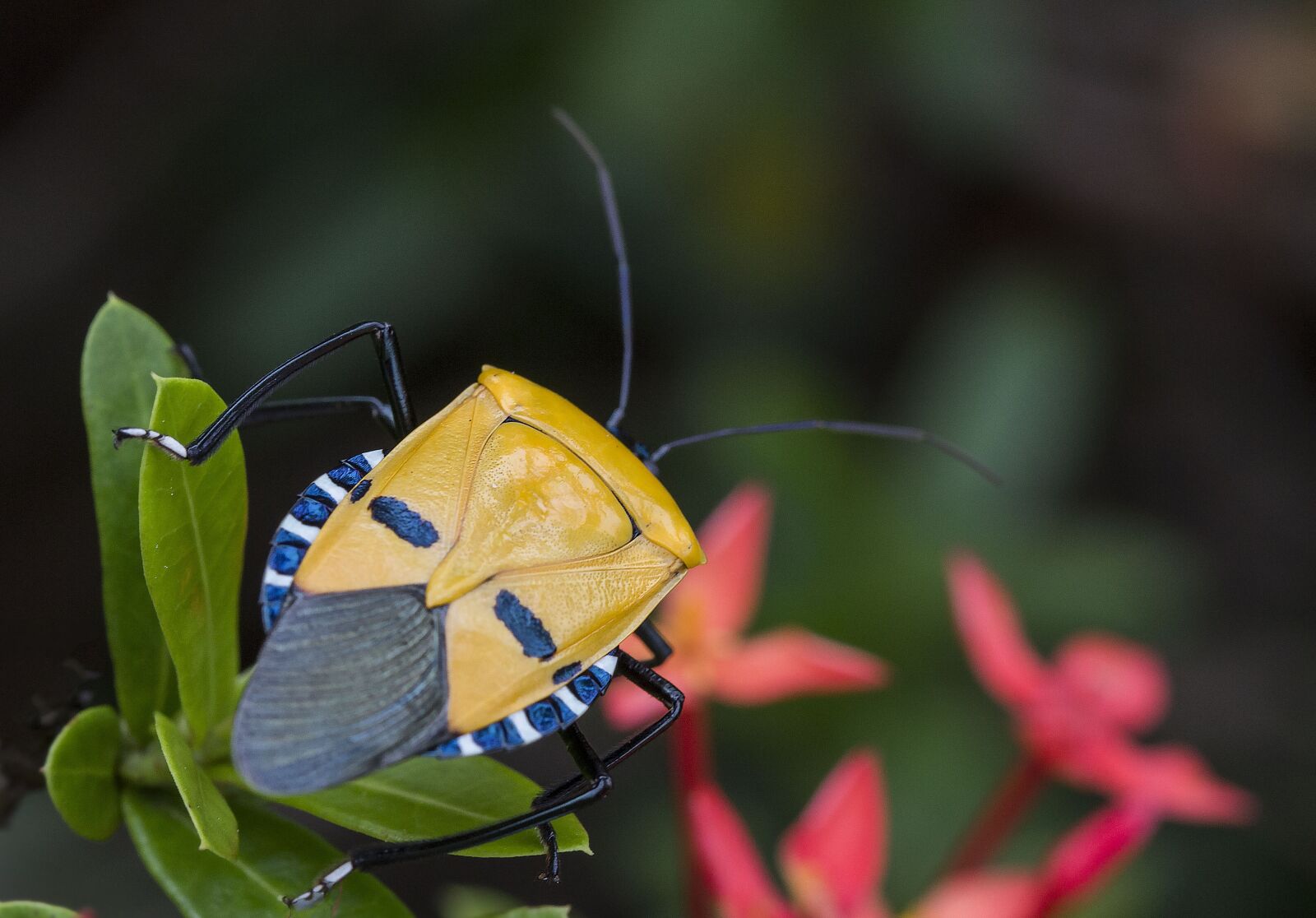 Canon EOS 60D + Canon EF 100mm F2.8 Macro USM sample photo. Insect, human, face photography