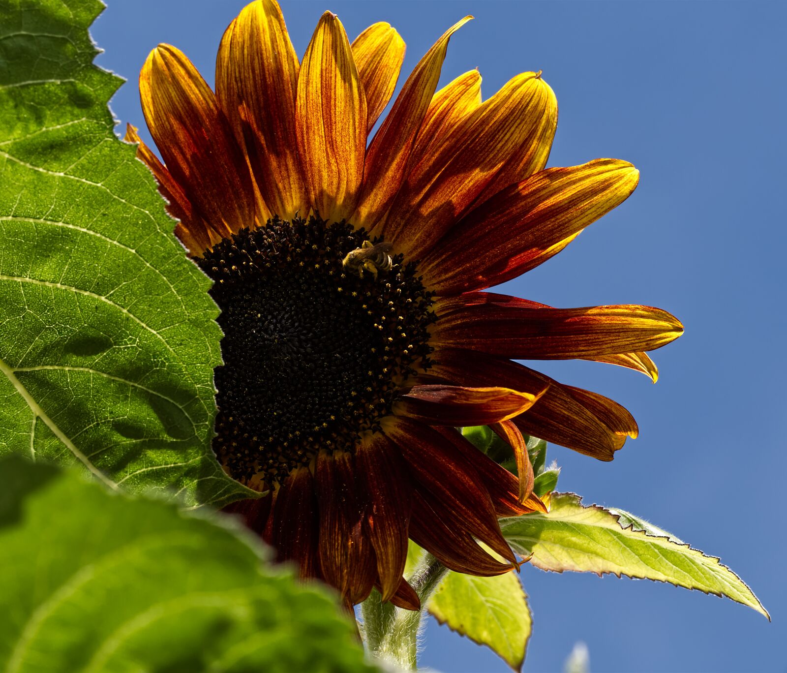 Nikon D5500 sample photo. Sunflower, flower, yellow photography