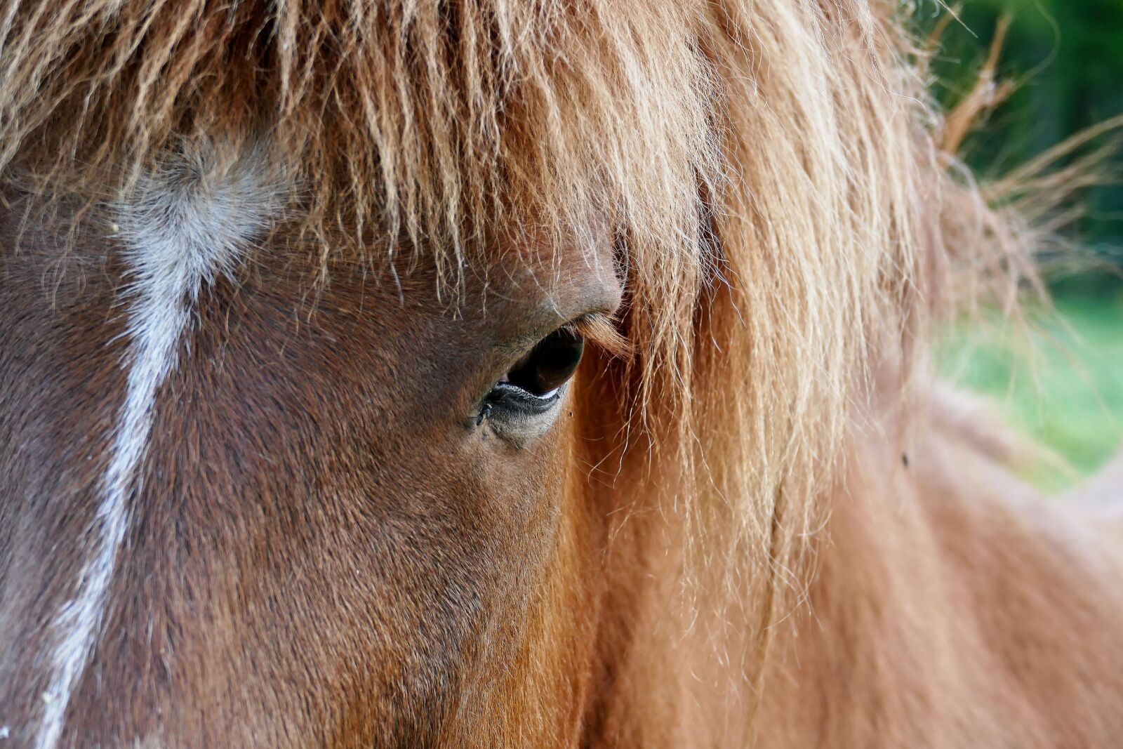 Panasonic Lumix DMC-FZ1000 sample photo. Horse, haflinger, animal photography