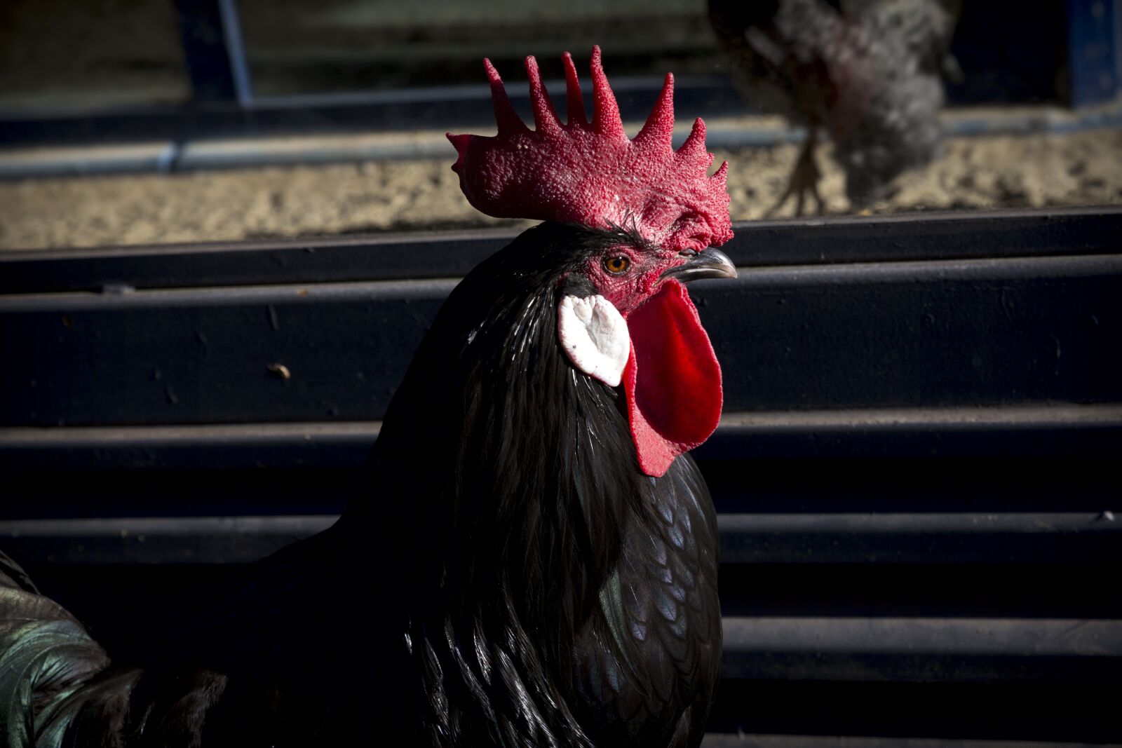 Canon EOS 6D sample photo. Gallo, ave, fauna photography