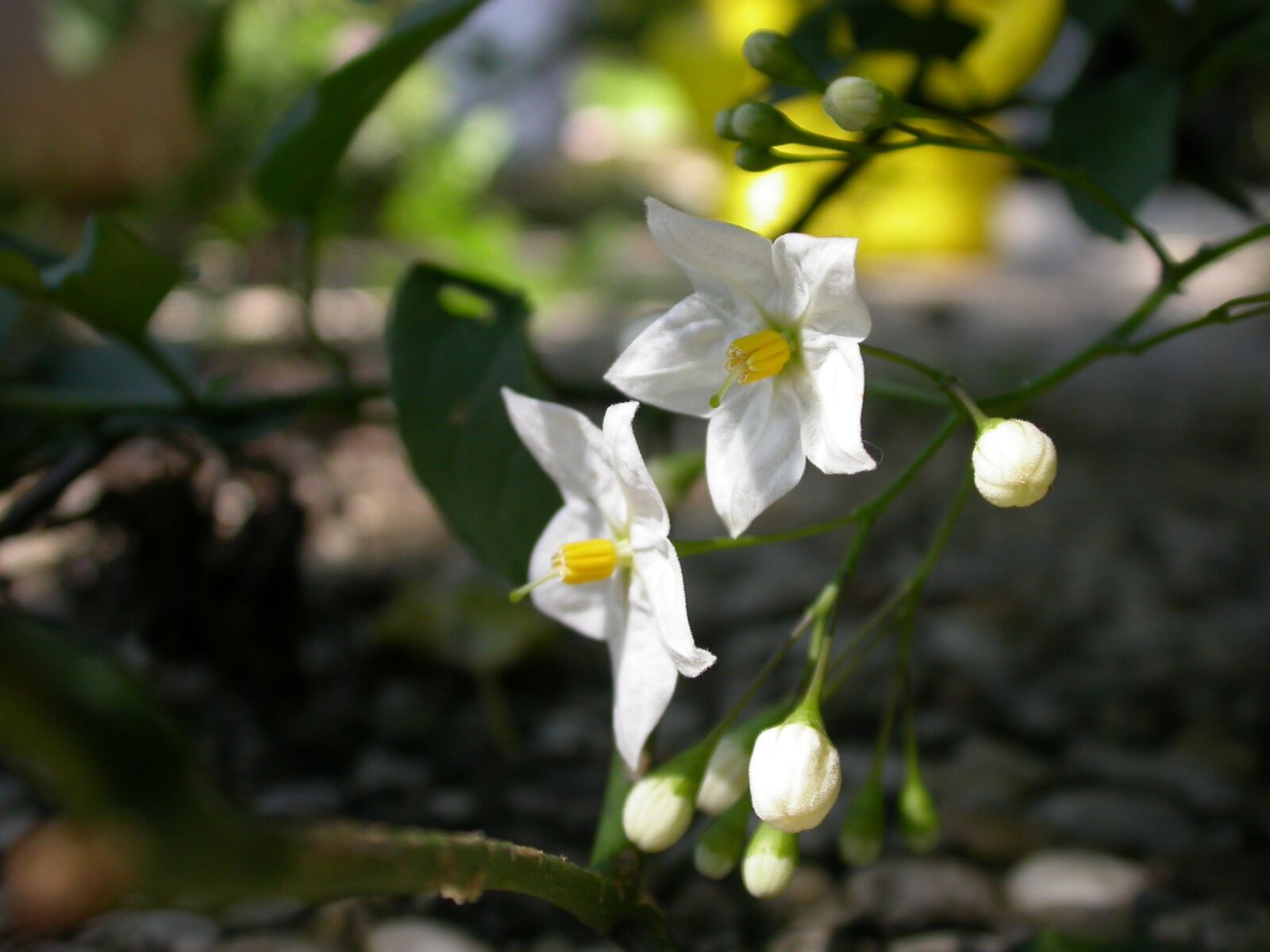 Nikon E4500 sample photo. Blossom, bloom, close up photography