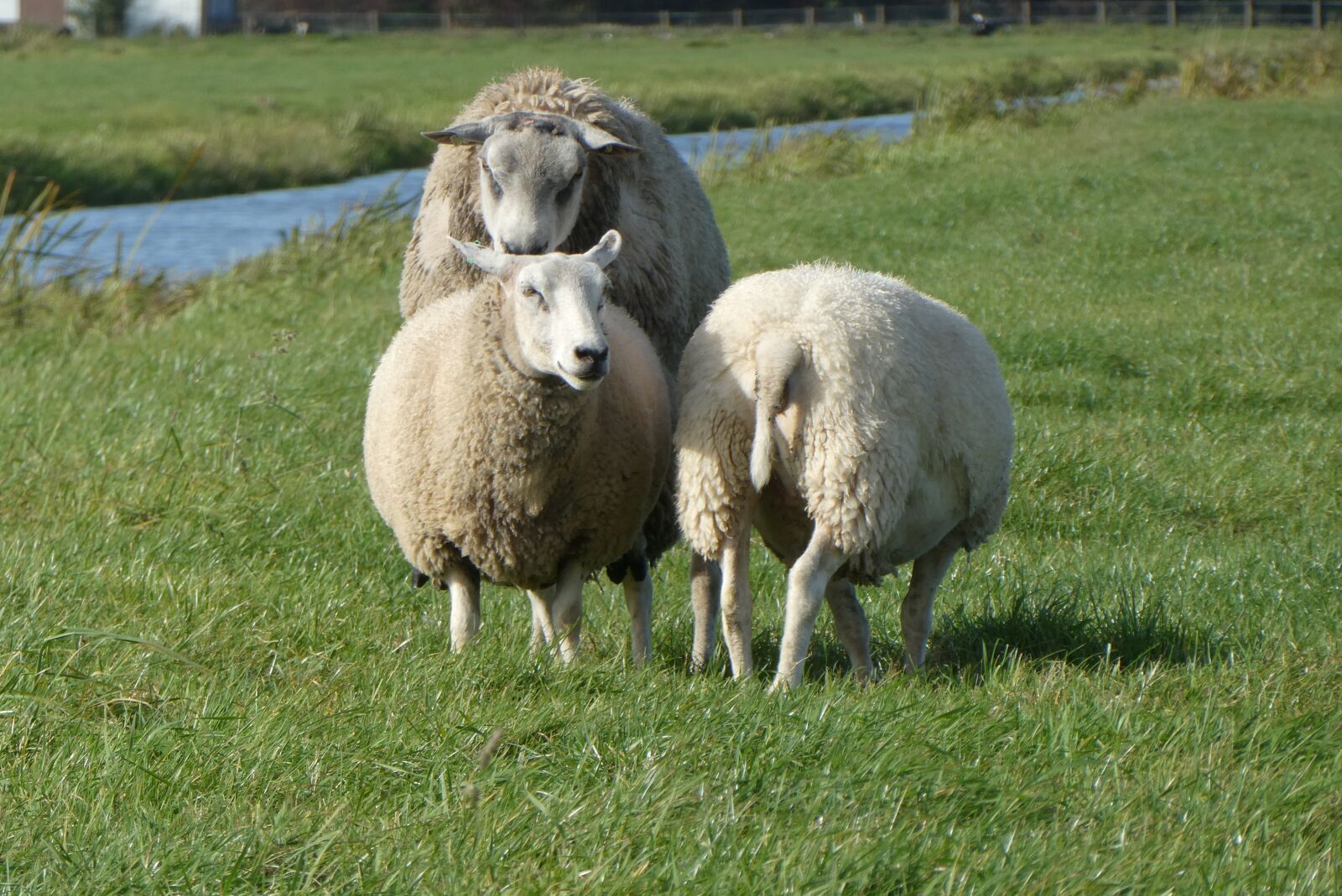 Panasonic Lumix DC-ZS70 (Lumix DC-TZ90) sample photo. Sheep, meadow, cover photography