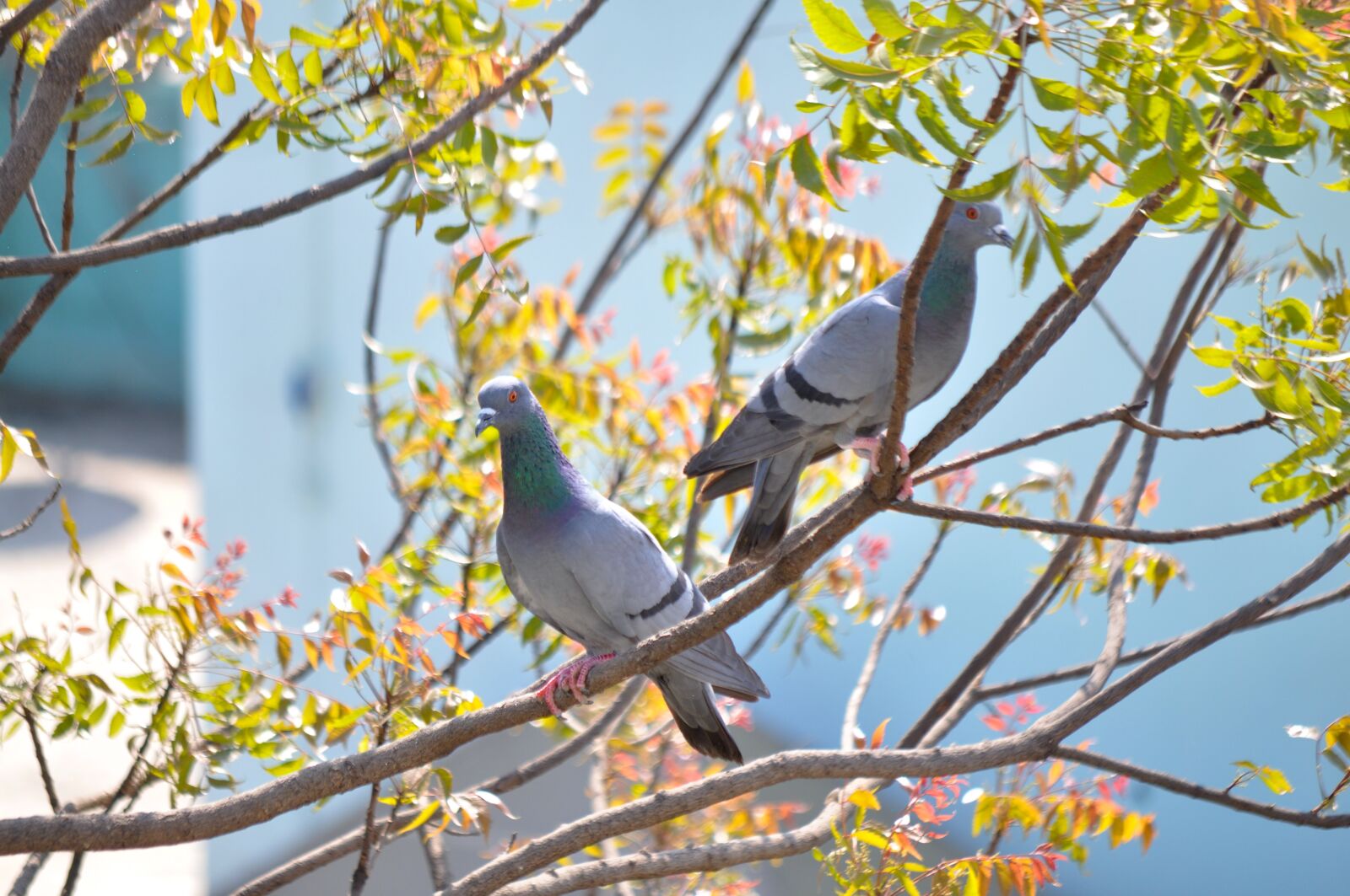 Nikon D5000 sample photo. Birds, pigeon, fauna photography
