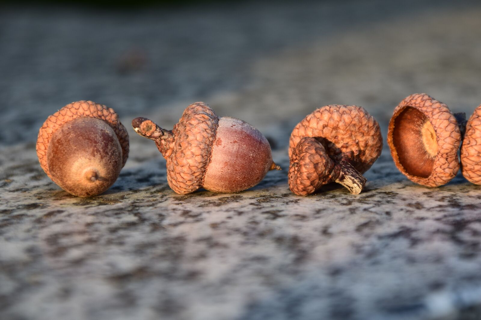 Nikon D3300 sample photo. Acorns, close up, greeting photography