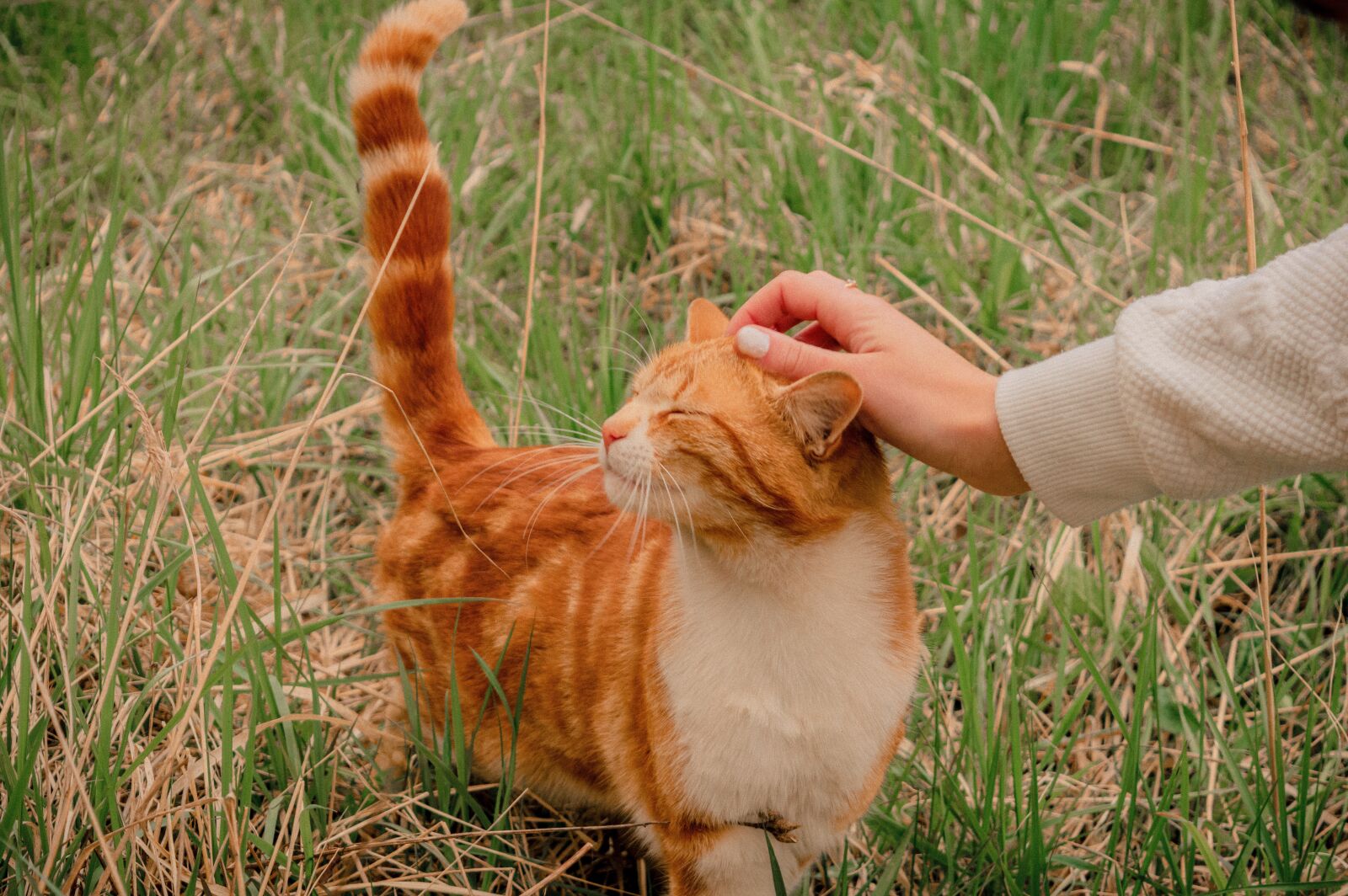 Nikon D3200 sample photo. Redhead, cat, saffron milk photography