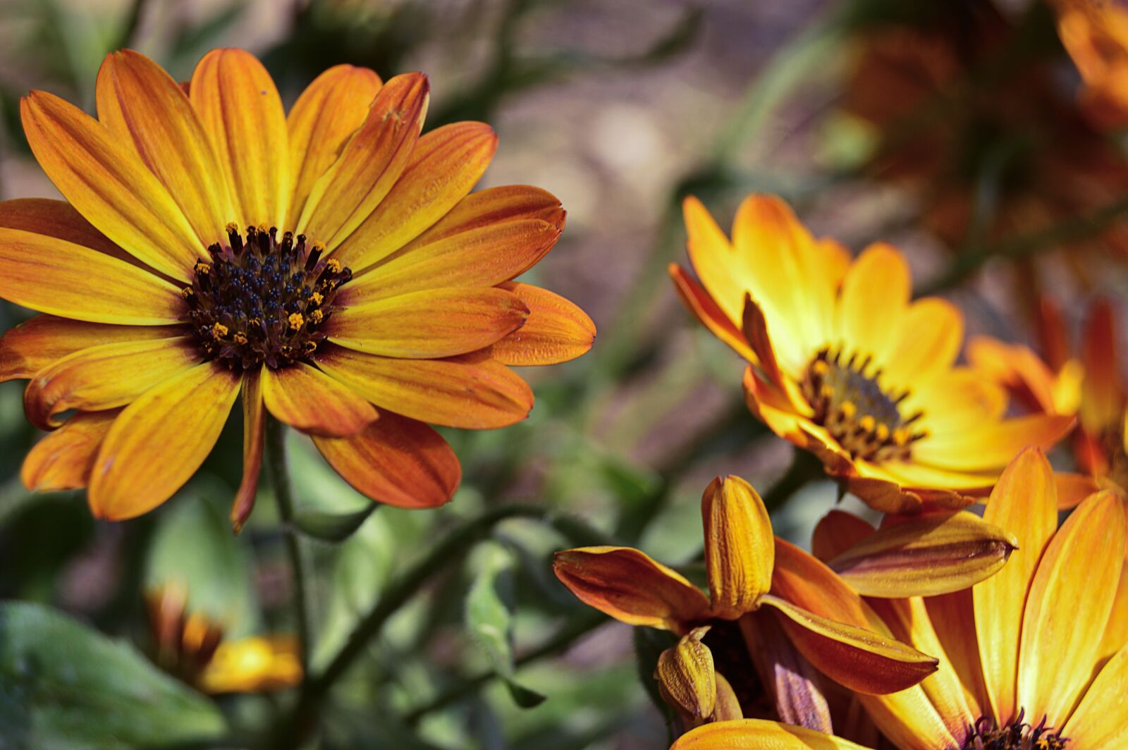 Nikon D3200 sample photo. Daisy, orange daisy, orange photography