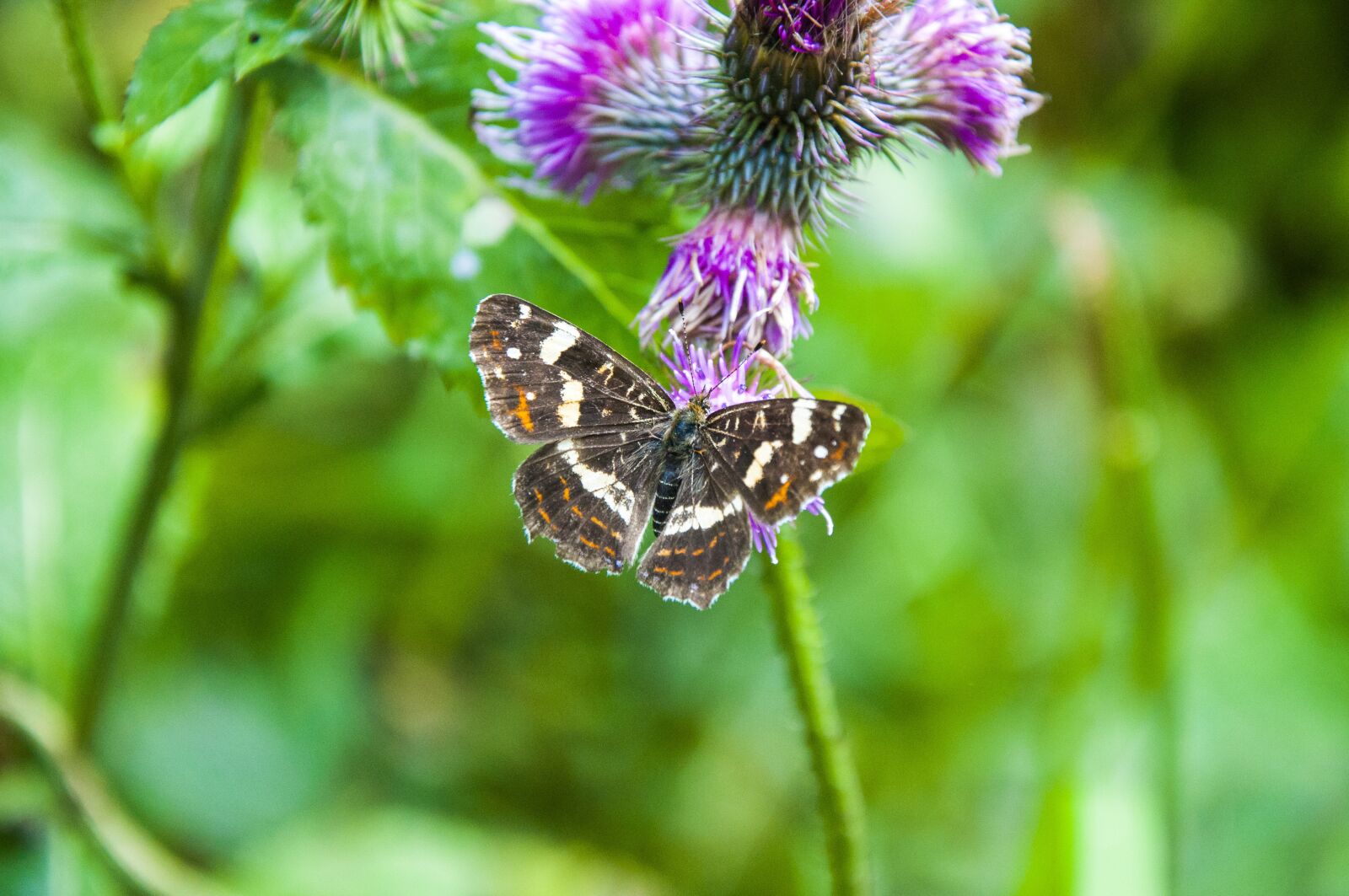 Nikon D90 sample photo. Bieszczady, nature, poland photography
