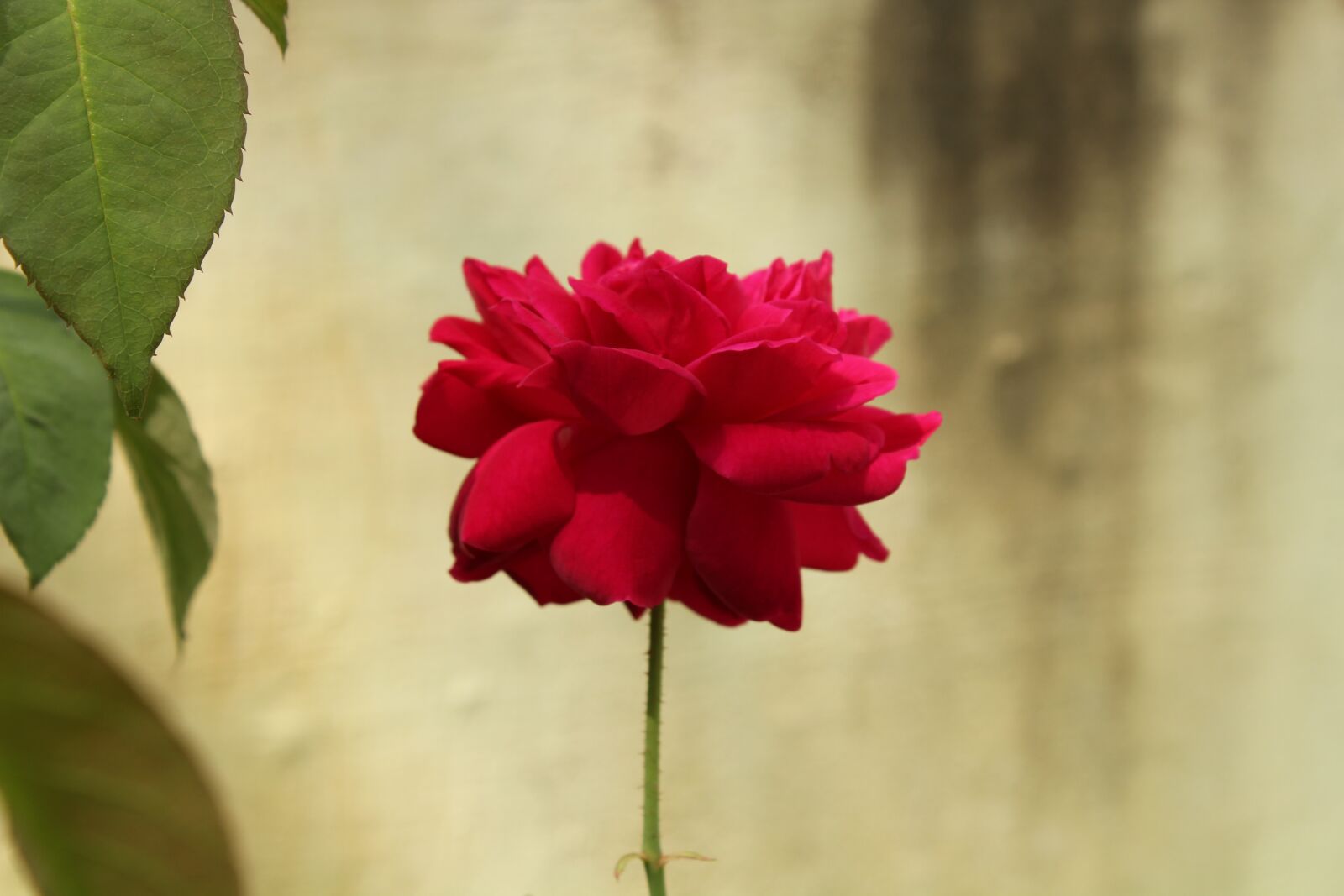 Canon EOS 1300D (EOS Rebel T6 / EOS Kiss X80) sample photo. Rose, flowers, love photography