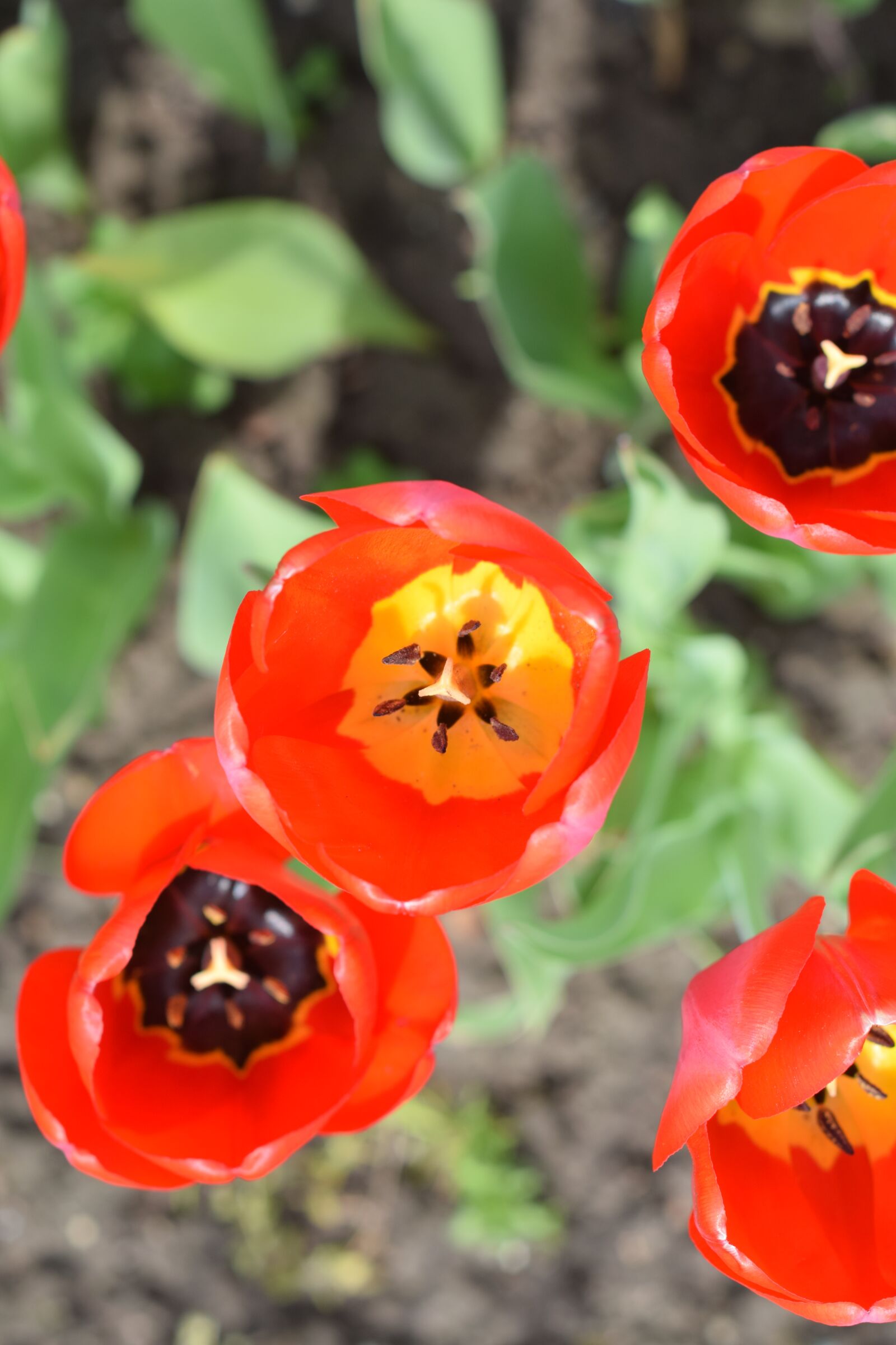 Nikon D5300 sample photo. Tulip, tulips, spring photography