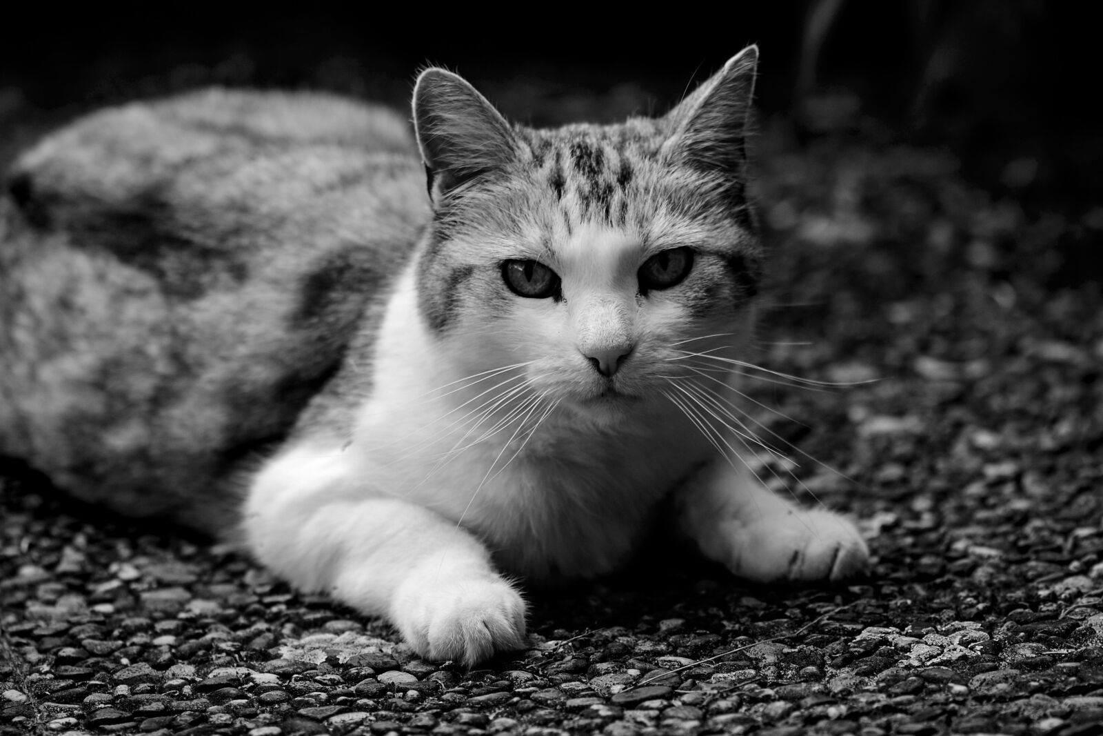 Nikon D3100 sample photo. Cat, pet, domestic cat photography