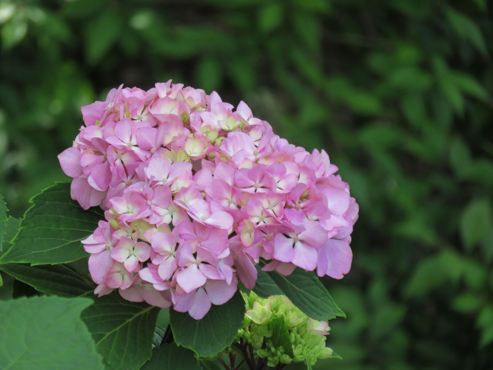 Canon PowerShot SX700 HS sample photo. Flower, pink, garden photography